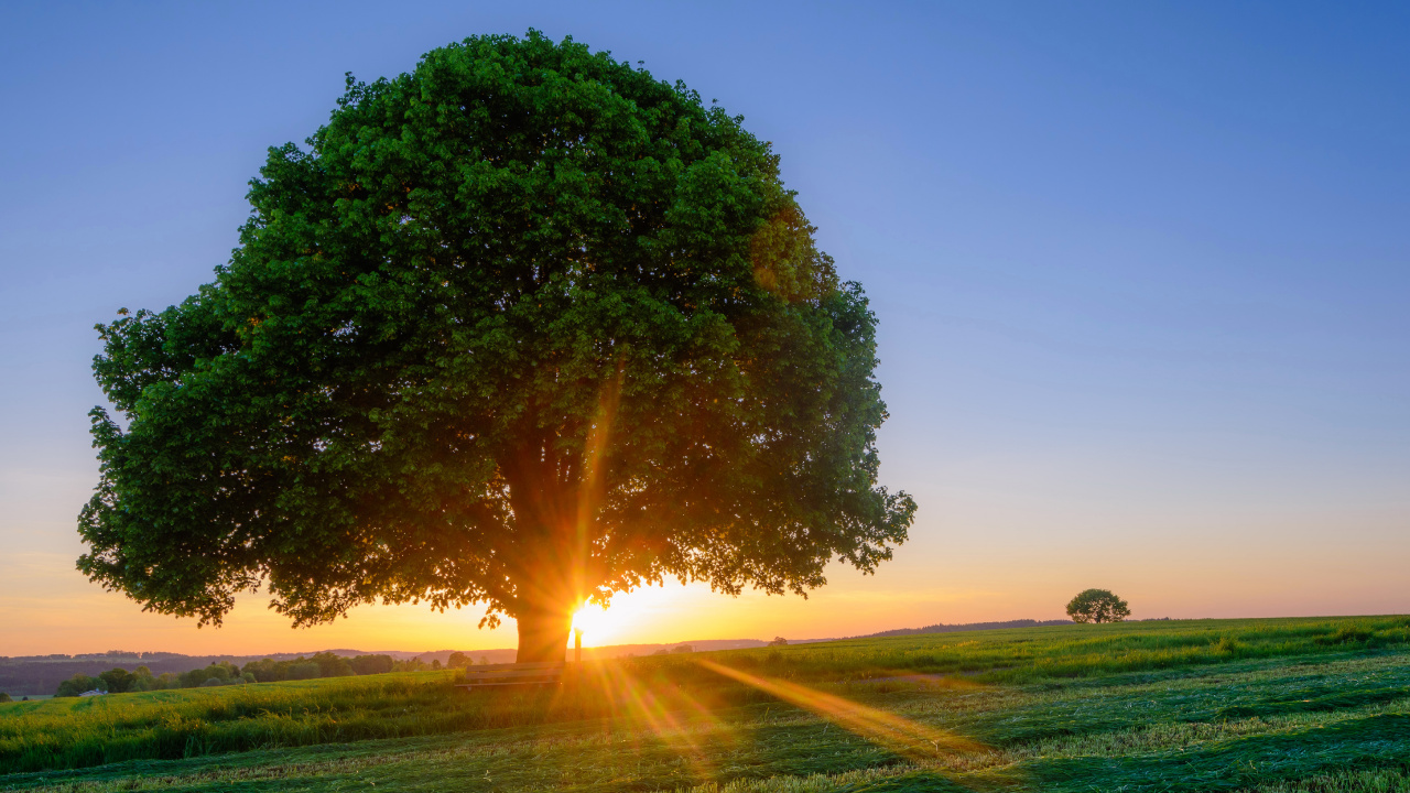 Arbre Vert Sur Terrain D'herbe Verte Pendant le Coucher du Soleil. Wallpaper in 1280x720 Resolution