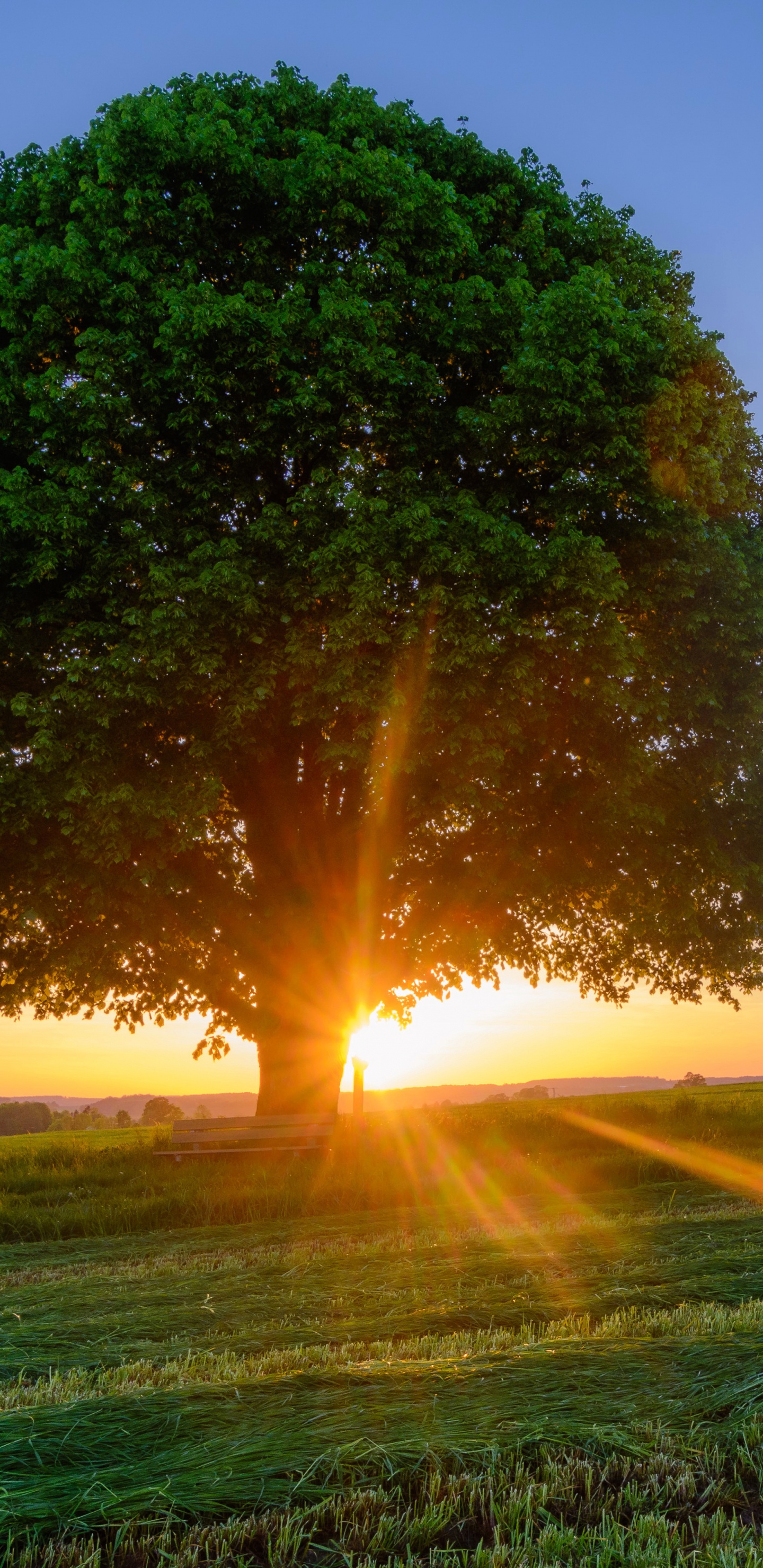 Grüner Baum Auf Grüner Wiese Bei Sonnenuntergang. Wallpaper in 1440x2960 Resolution