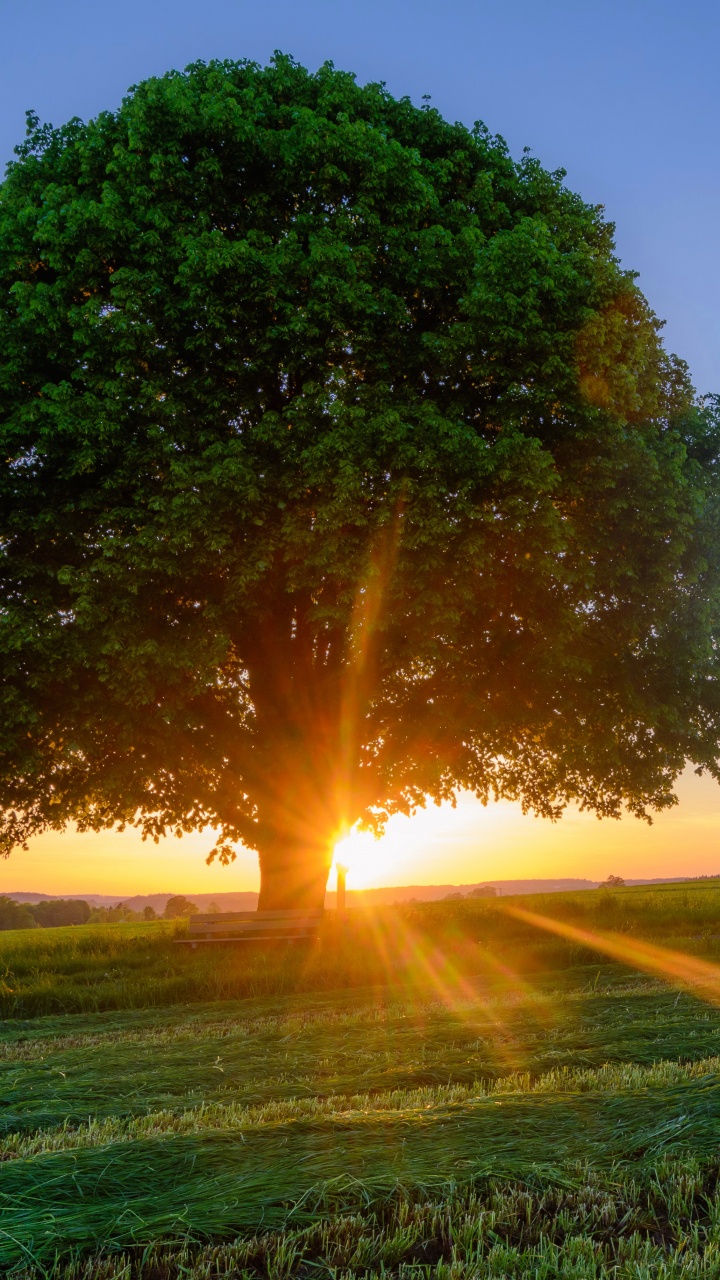 Grüner Baum Auf Grüner Wiese Bei Sonnenuntergang. Wallpaper in 720x1280 Resolution