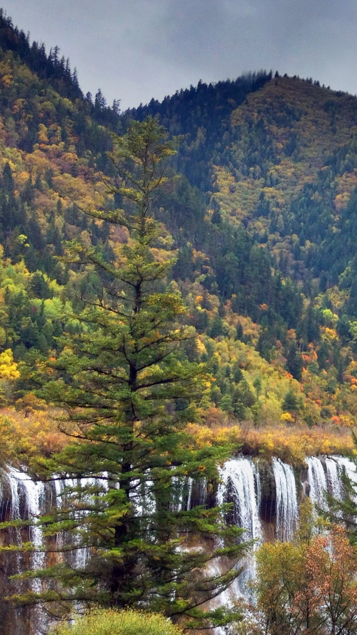 Jiuzhaigou Valley, 大熊猫, 性质, 荒野, 自然保护区 壁纸 720x1280 允许
