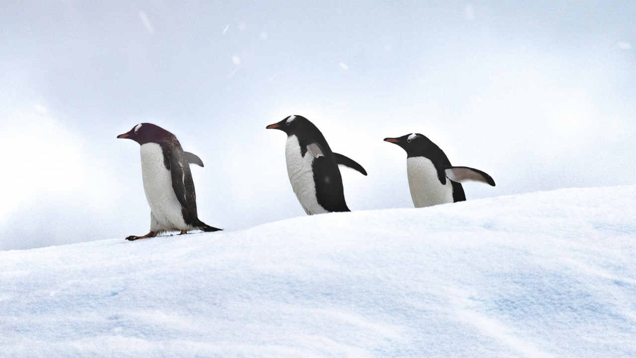3 Pinguine Auf Schneebedecktem Boden Tagsüber. Wallpaper in 1280x720 Resolution