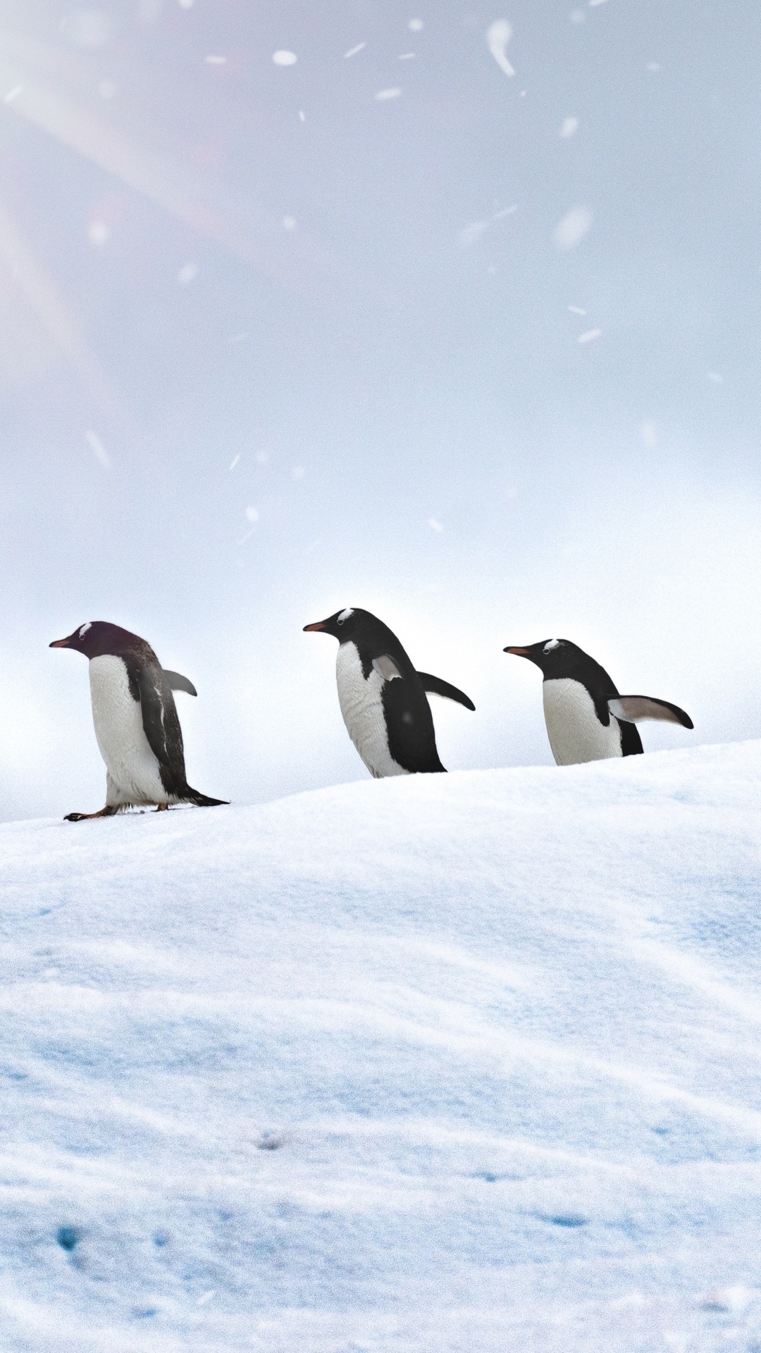 Two baby penguins HD wallpaper  Wallpaper Flare