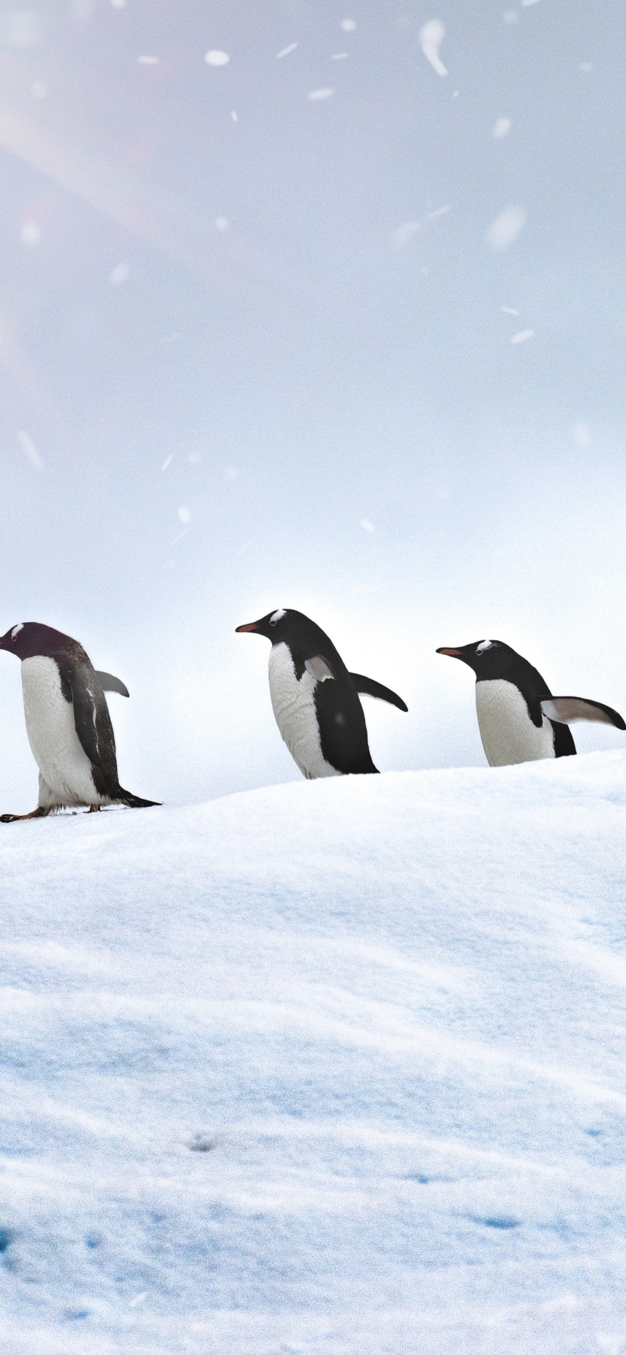 3 Penguins on Snow Covered Ground During Daytime. Wallpaper in 1242x2688 Resolution