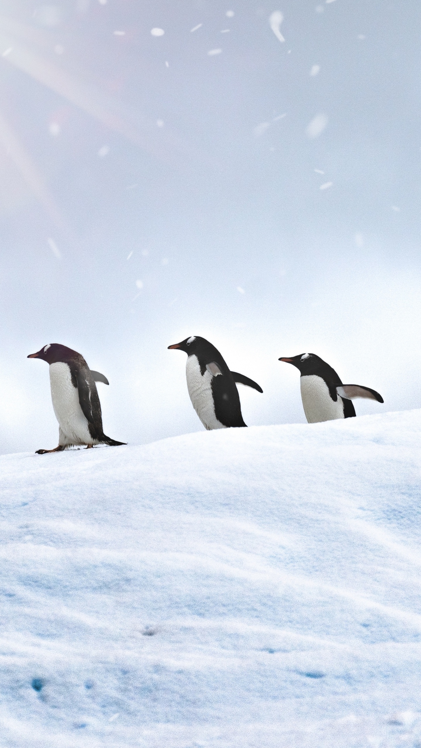 3 Pingüinos en Suelo Cubierto de Nieve Durante el Día. Wallpaper in 1440x2560 Resolution
