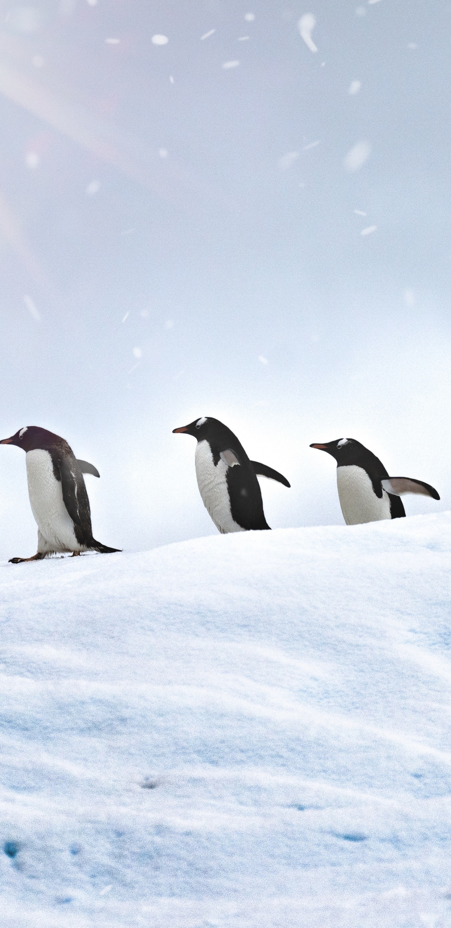 3 Pingouins Sur un Sol Couvert de Neige Pendant la Journée. Wallpaper in 1440x2960 Resolution