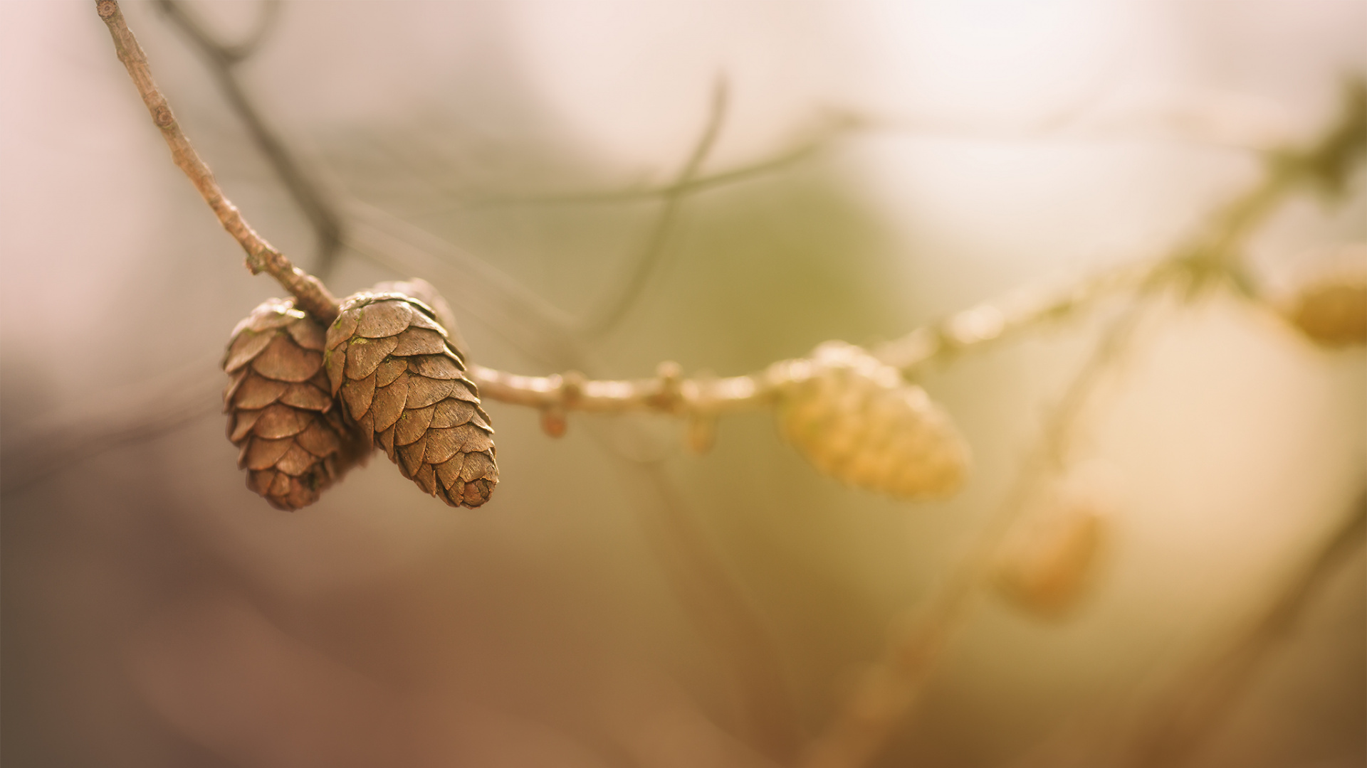 Brown Pine Cone on Brown Stem. Wallpaper in 1920x1080 Resolution