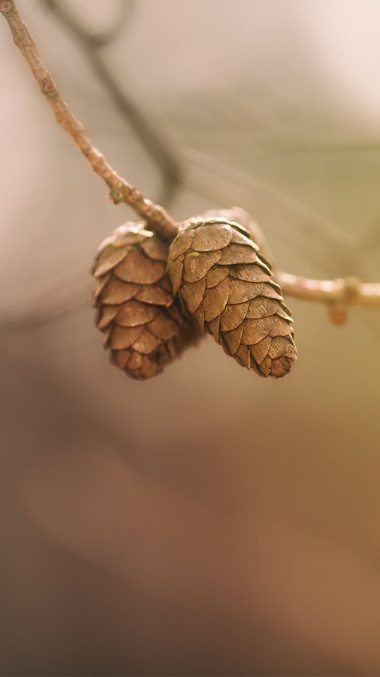 Brown Pine Cone on Brown Stem. Wallpaper in 750x1334 Resolution