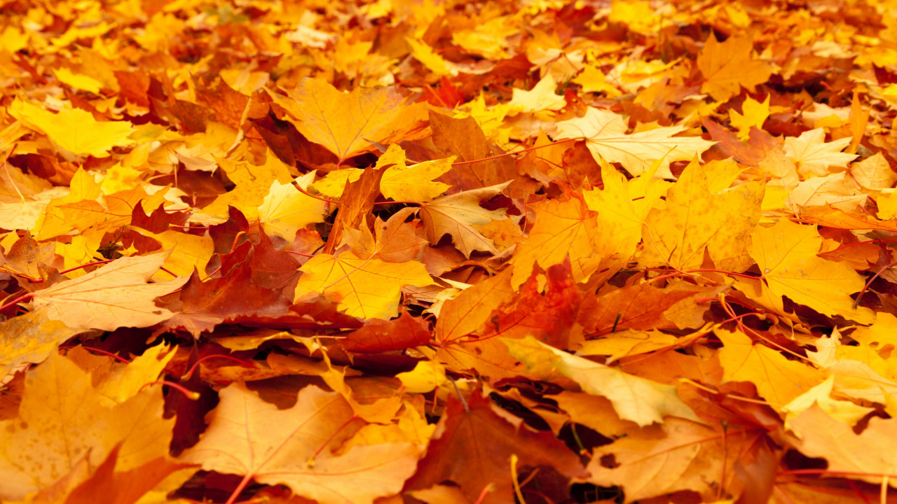 Fall Day, Autumn, Autumn Equinox, First Day of Fall, Thanksgiving Week Schedule. Wallpaper in 1280x720 Resolution