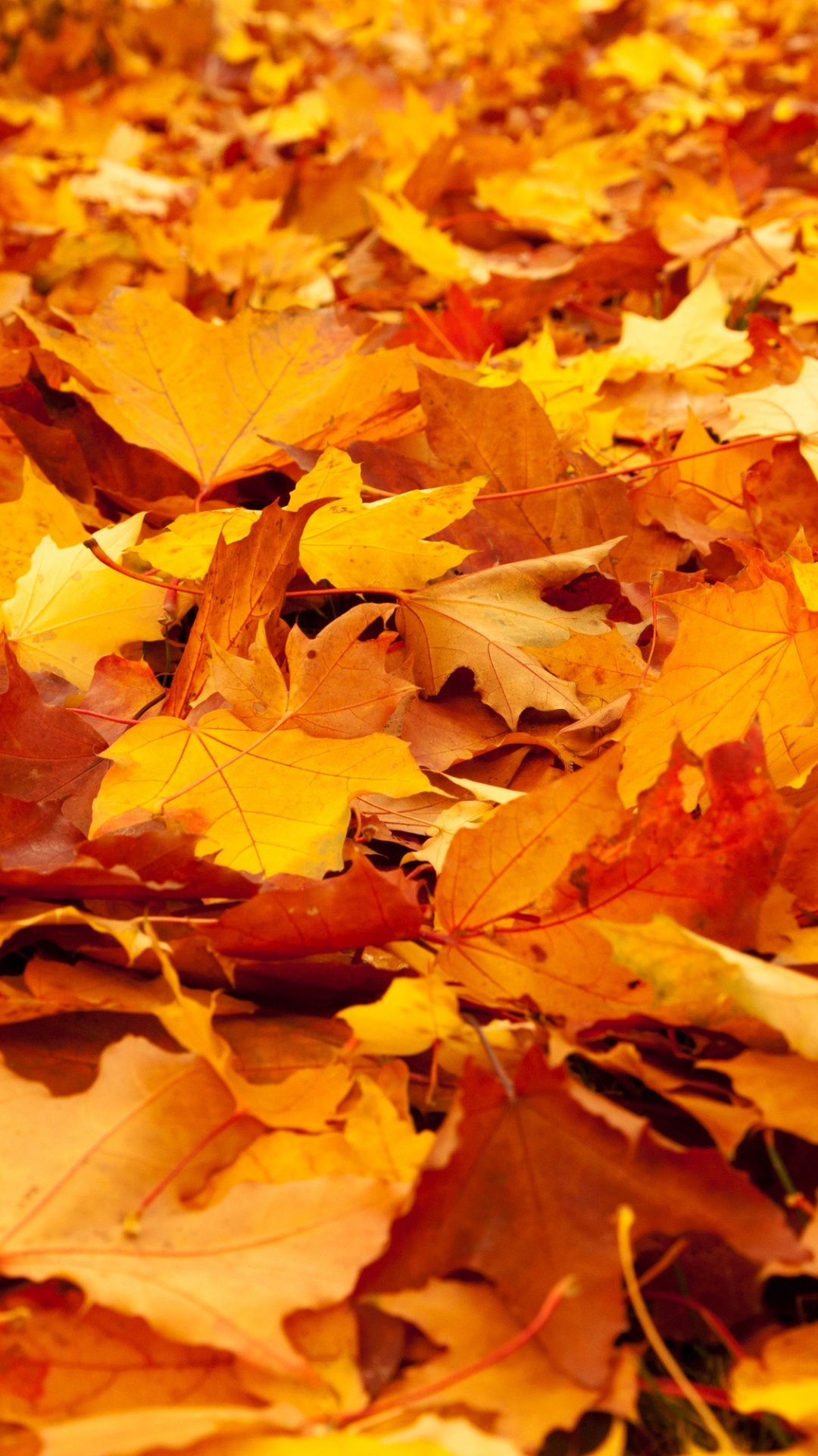 Herbsttag, Herbst, Herbst-Tagundnachtgleiche, Erster Herbsttag, Erntedankwochenplan. Wallpaper in 1080x1920 Resolution