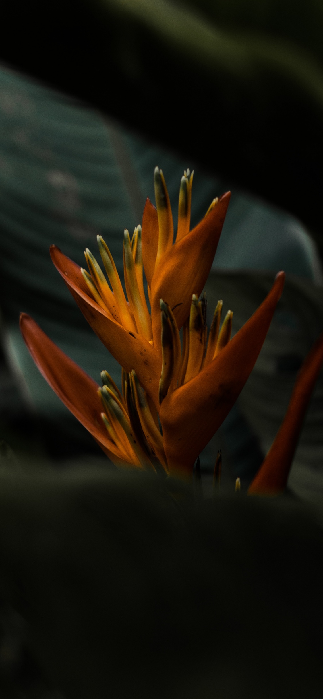 Orange Flower in Close up Photography. Wallpaper in 1125x2436 Resolution