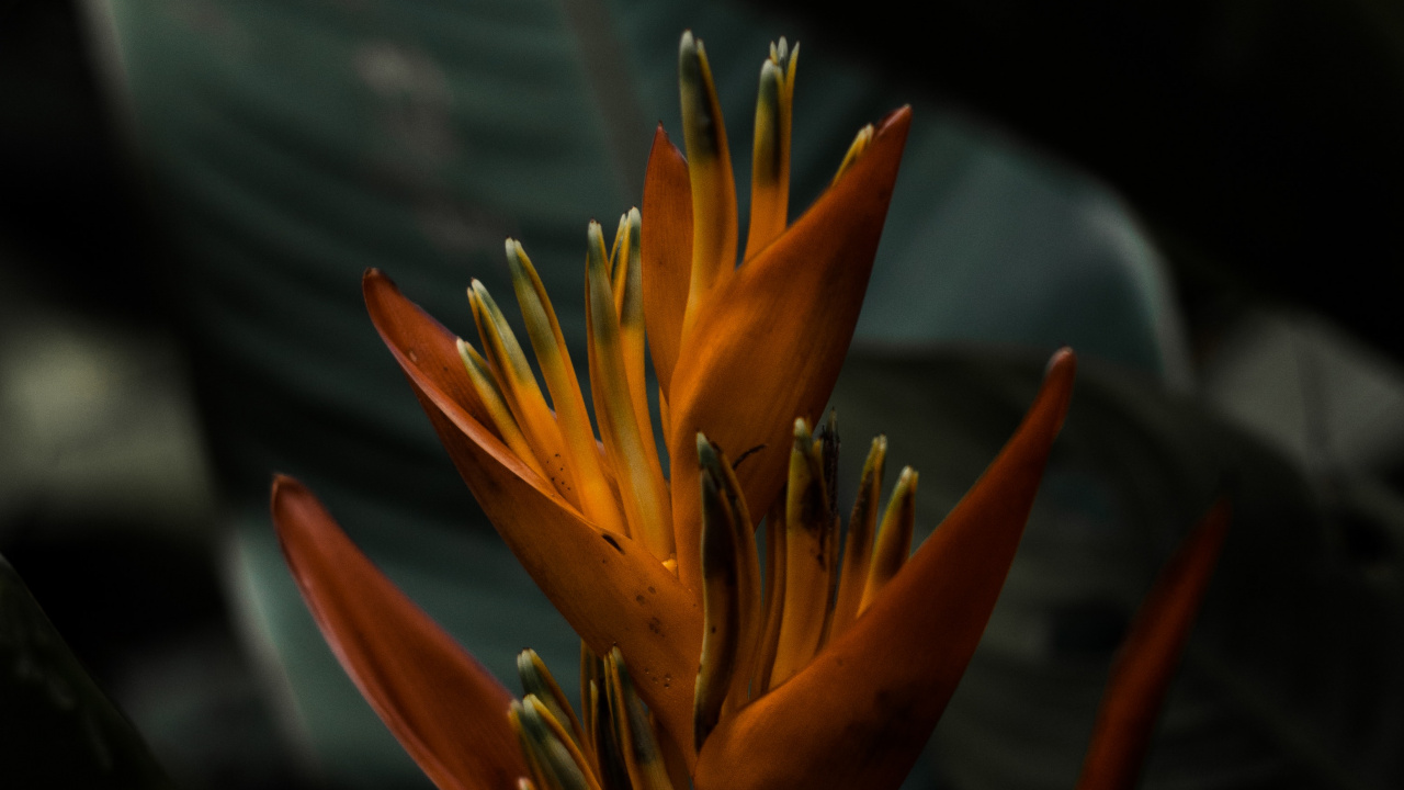 Orange Flower in Close up Photography. Wallpaper in 1280x720 Resolution