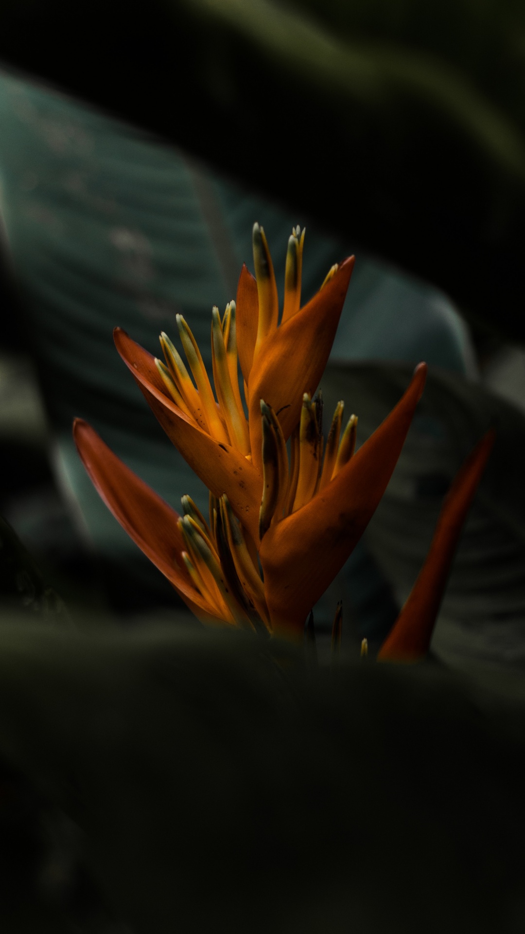 Flor de Naranja en Fotografía de Cerca. Wallpaper in 1080x1920 Resolution
