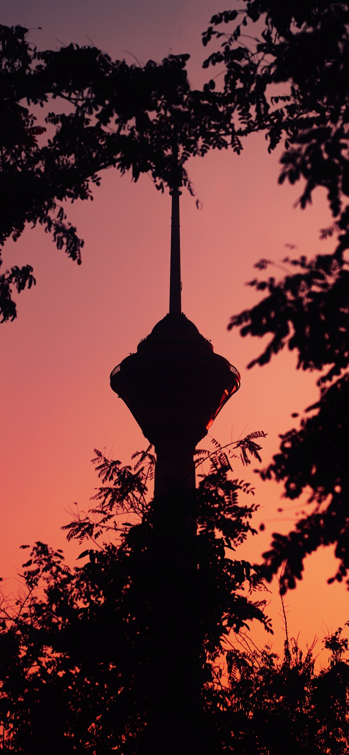 Silueta de Árbol Durante la Puesta de Sol. Wallpaper in 1125x2436 Resolution