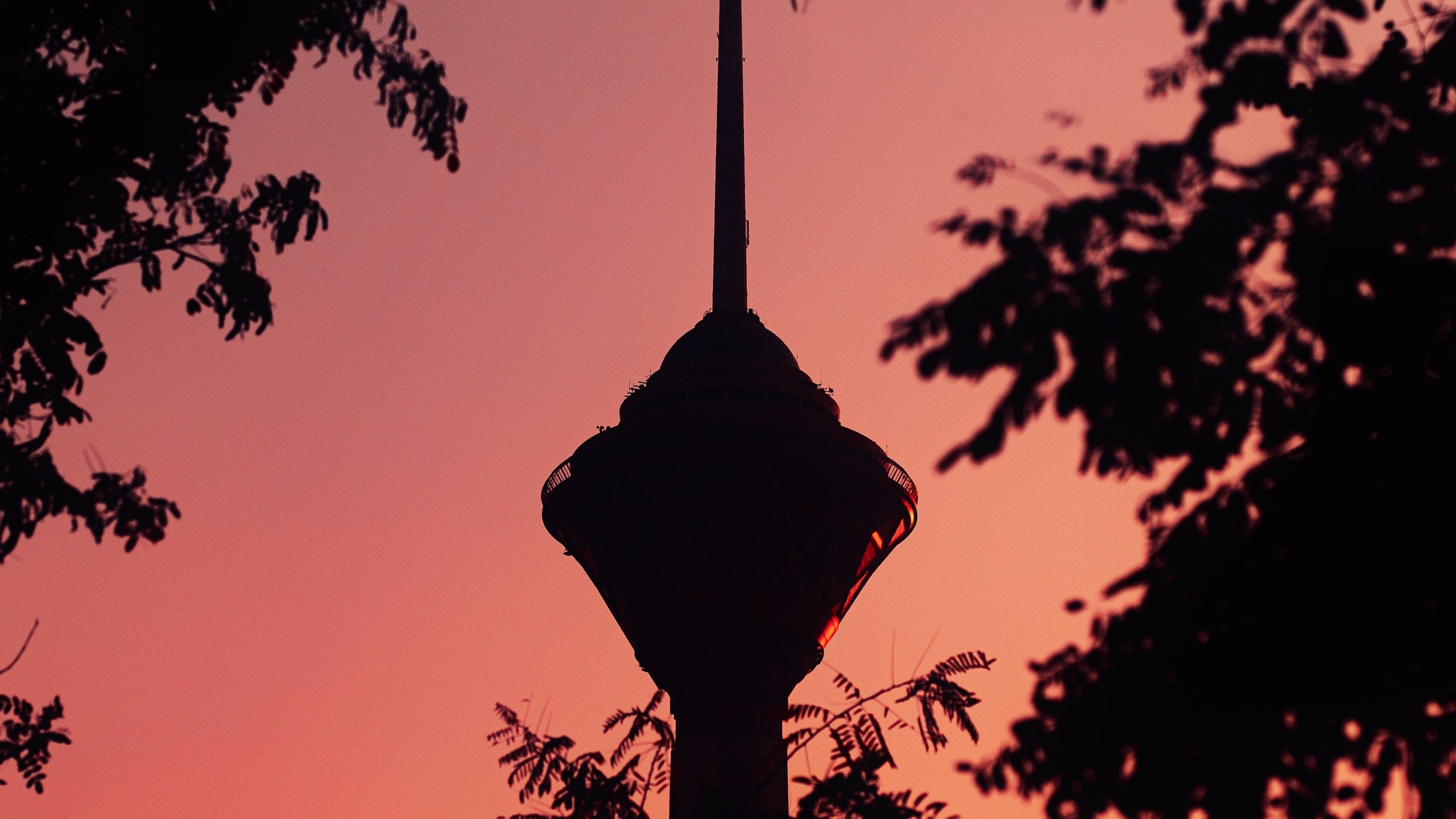 Baumsilhouette Bei Sonnenuntergang. Wallpaper in 2560x1440 Resolution