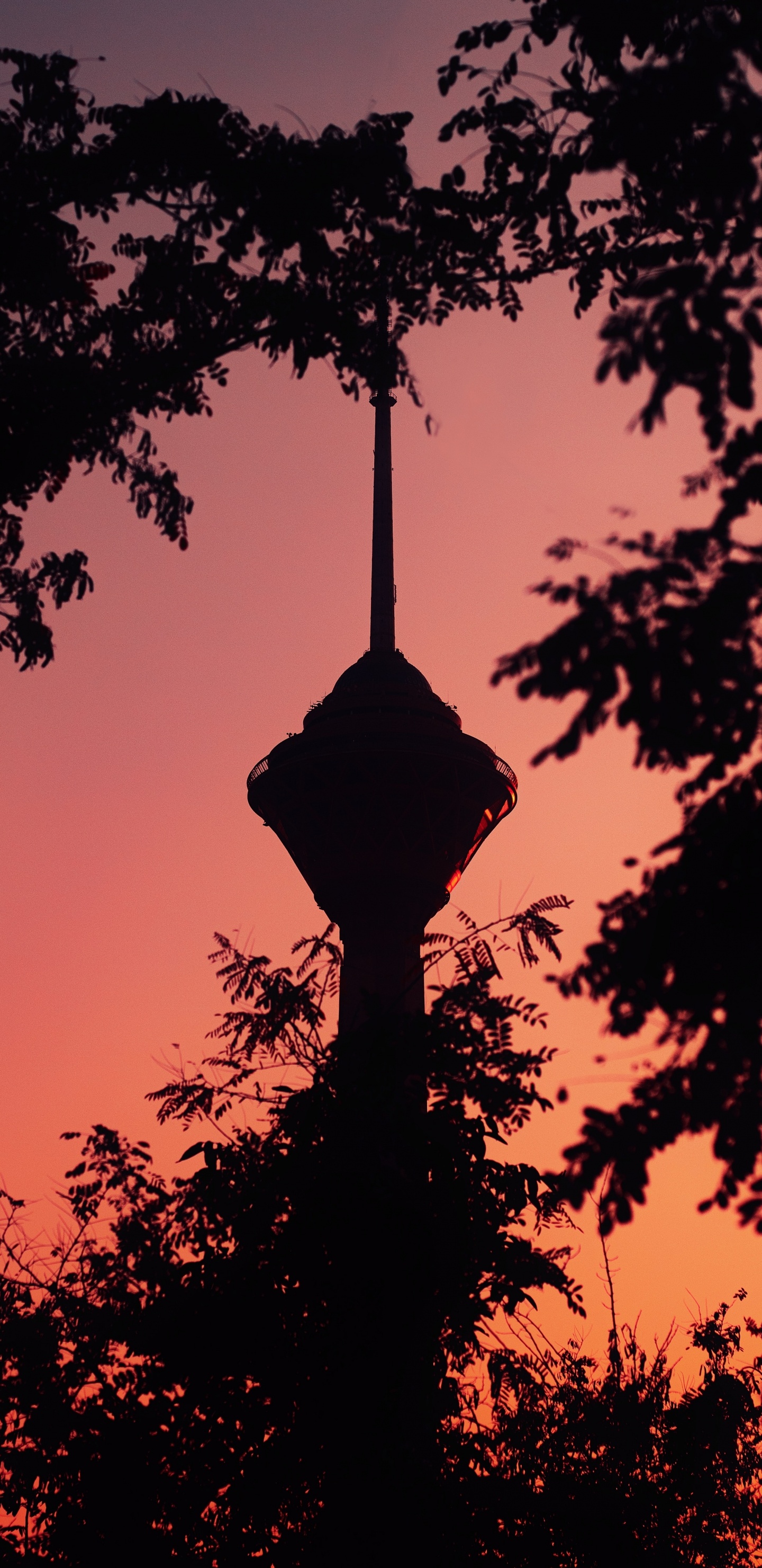 Silhouette of Tree During Sunset. Wallpaper in 1440x2960 Resolution
