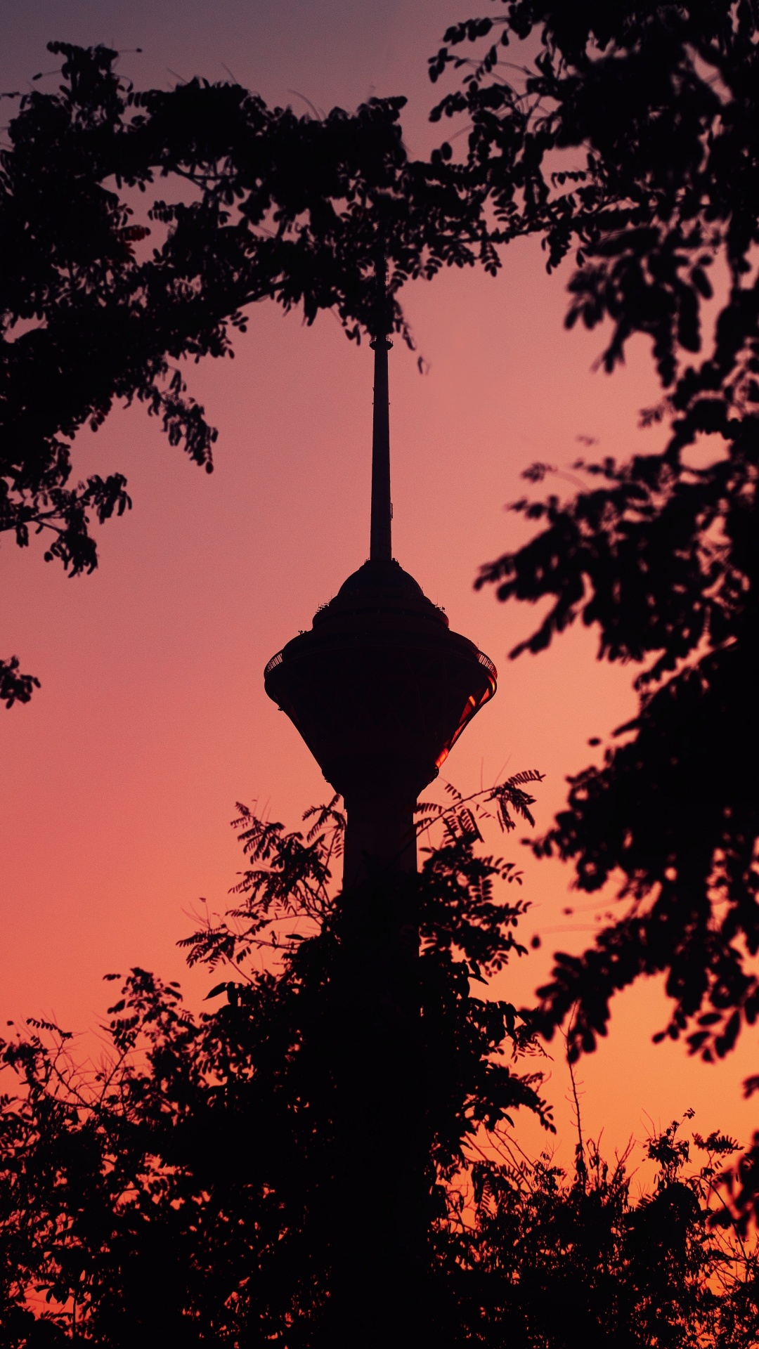 剪影, 日落, 木本植物, 晚上, 天空 壁纸 1080x1920 允许