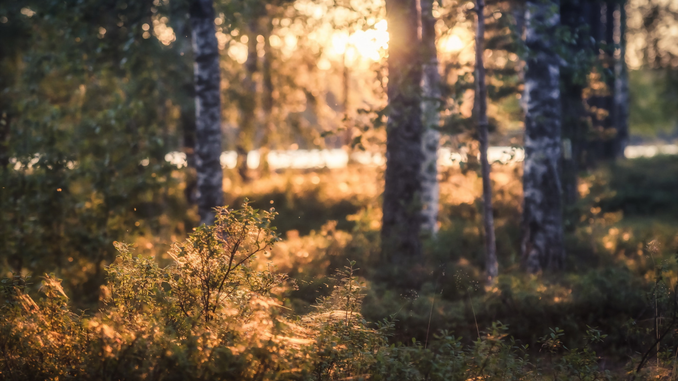 Arbres Bruns et Verts Pendant la Journée. Wallpaper in 1366x768 Resolution