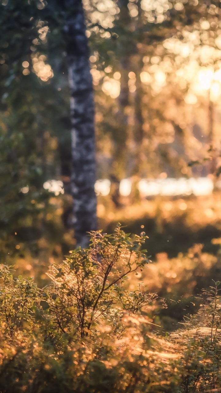 Arbres Bruns et Verts Pendant la Journée. Wallpaper in 720x1280 Resolution