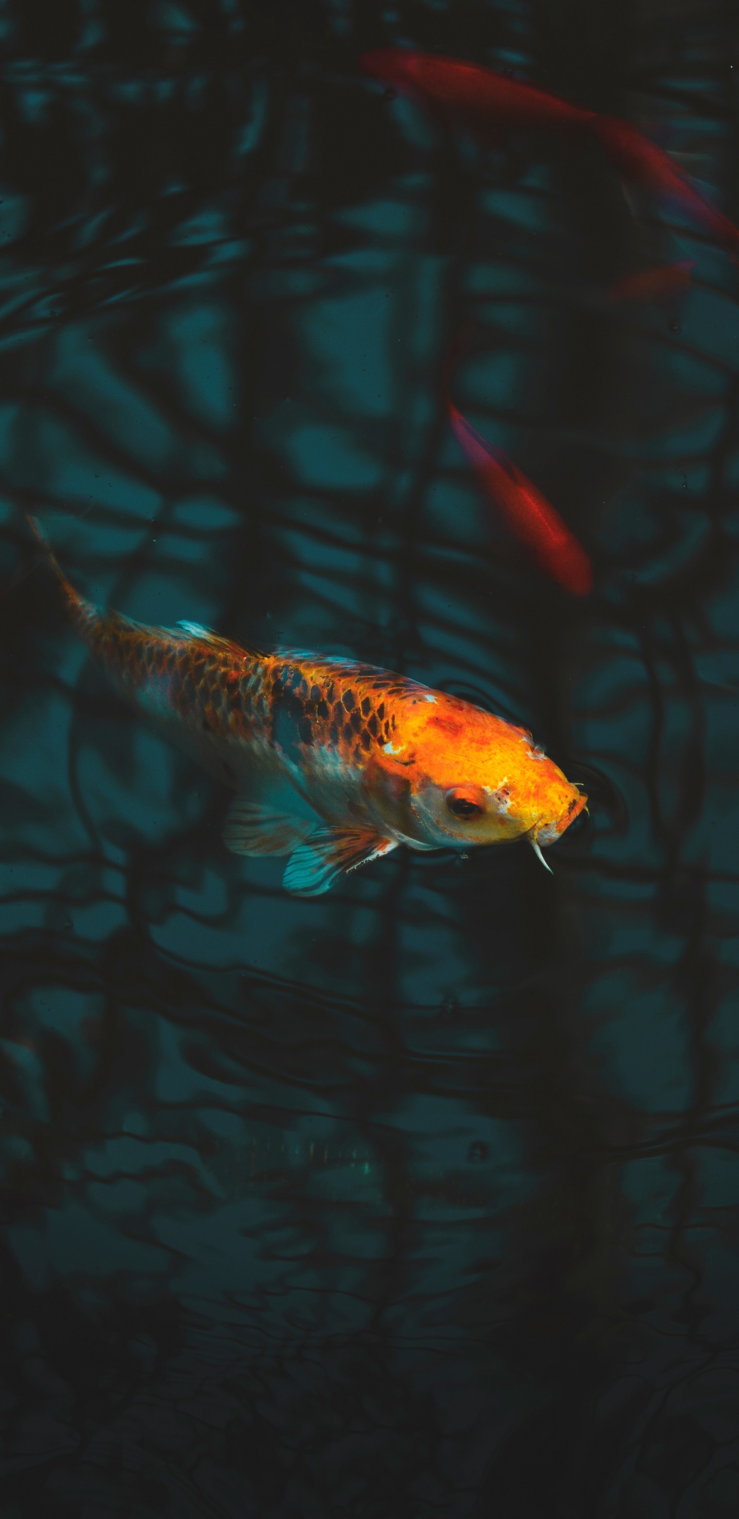 Oranger Und Weißer Fisch im Wasser. Wallpaper in 1440x2960 Resolution