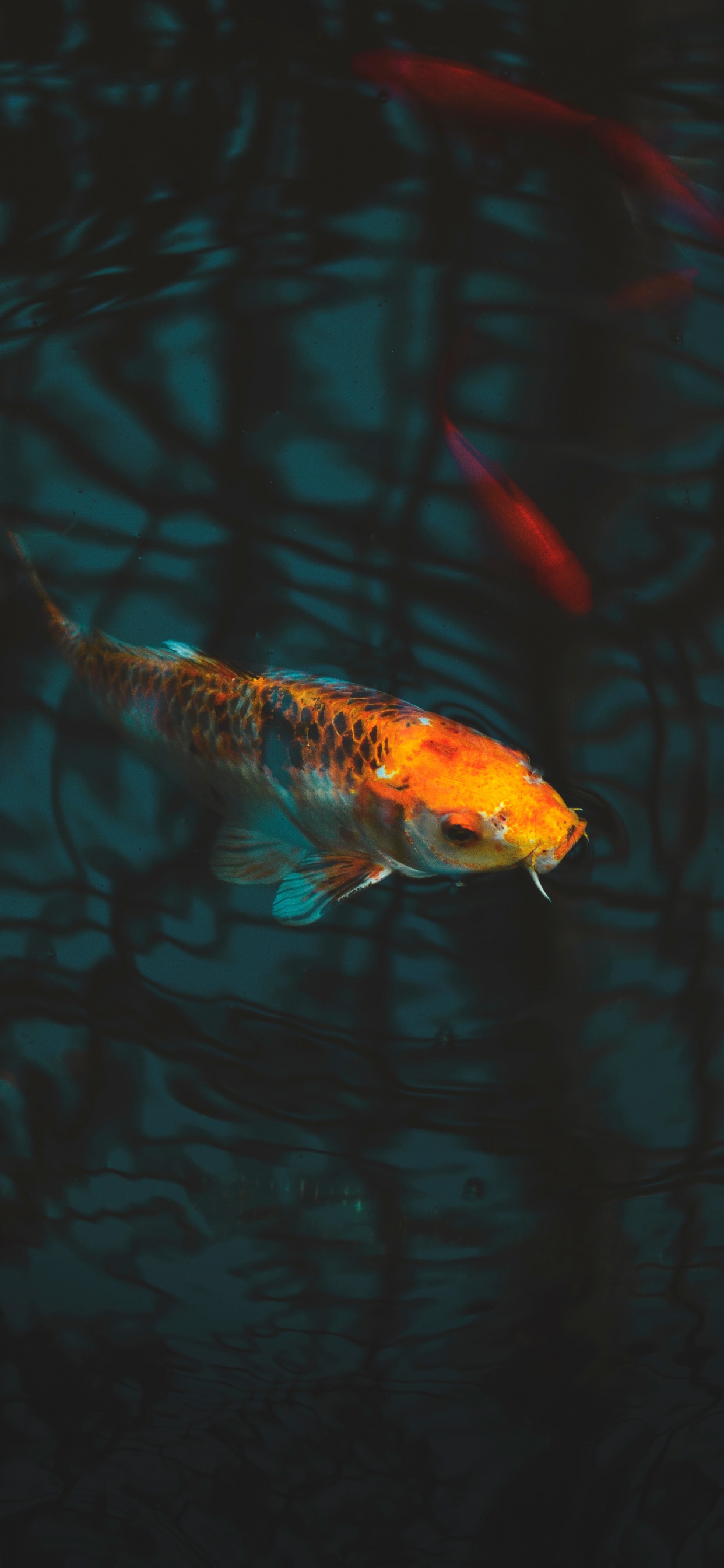 Orange and White Fish in Water. Wallpaper in 1242x2688 Resolution