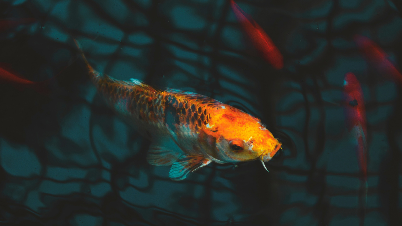 Orange and White Fish in Water. Wallpaper in 1280x720 Resolution