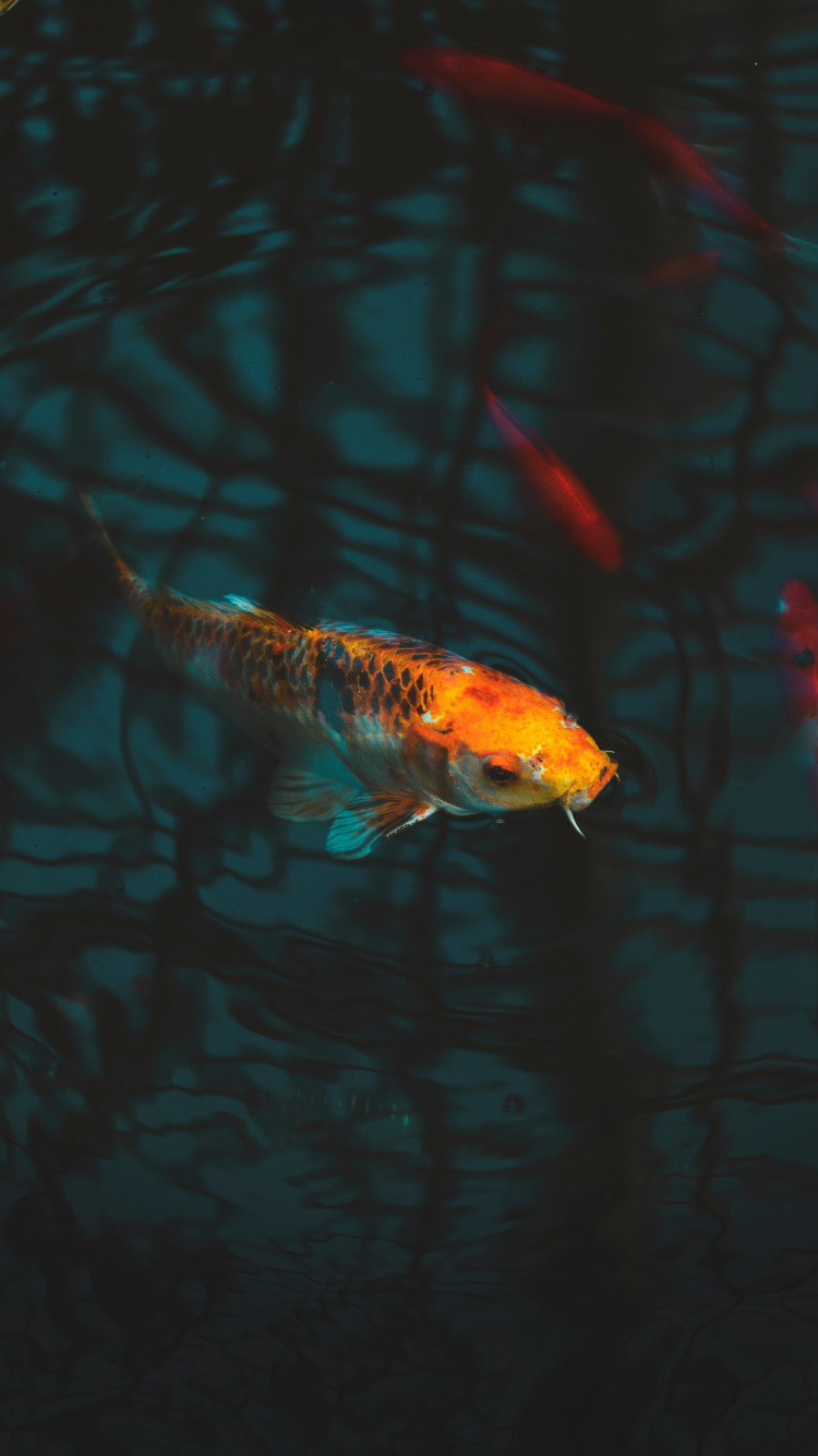 Orange and White Fish in Water. Wallpaper in 750x1334 Resolution