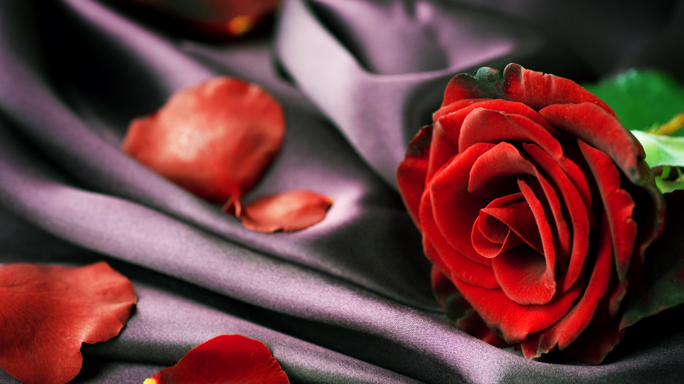 Red Rose on Gray Textile. Wallpaper in 1366x768 Resolution