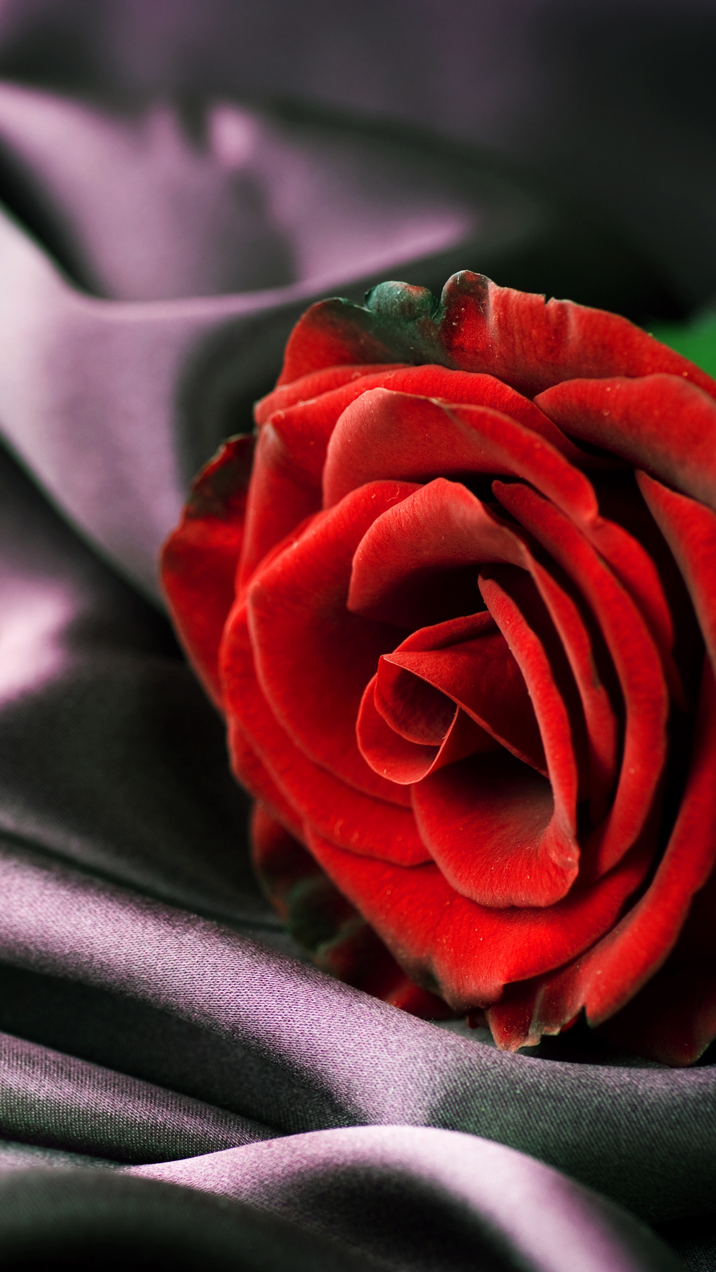 Red Rose on Gray Textile. Wallpaper in 1440x2560 Resolution