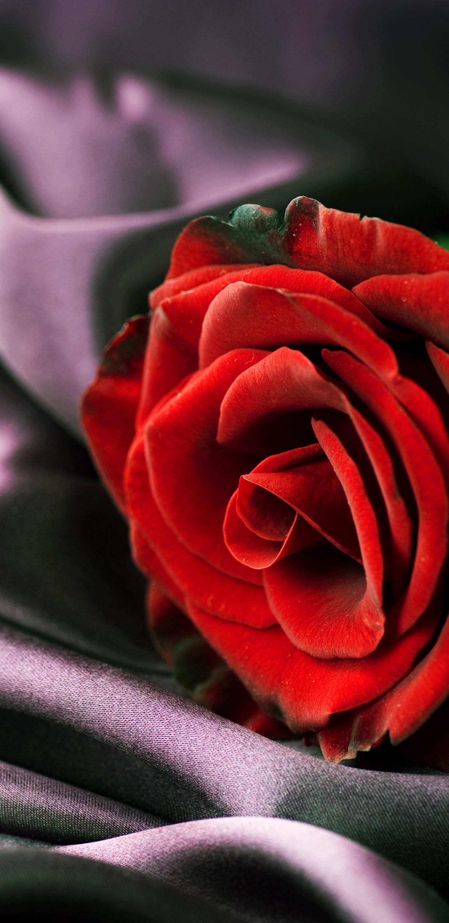 Rose Rouge Sur Textile Gris. Wallpaper in 1440x2960 Resolution