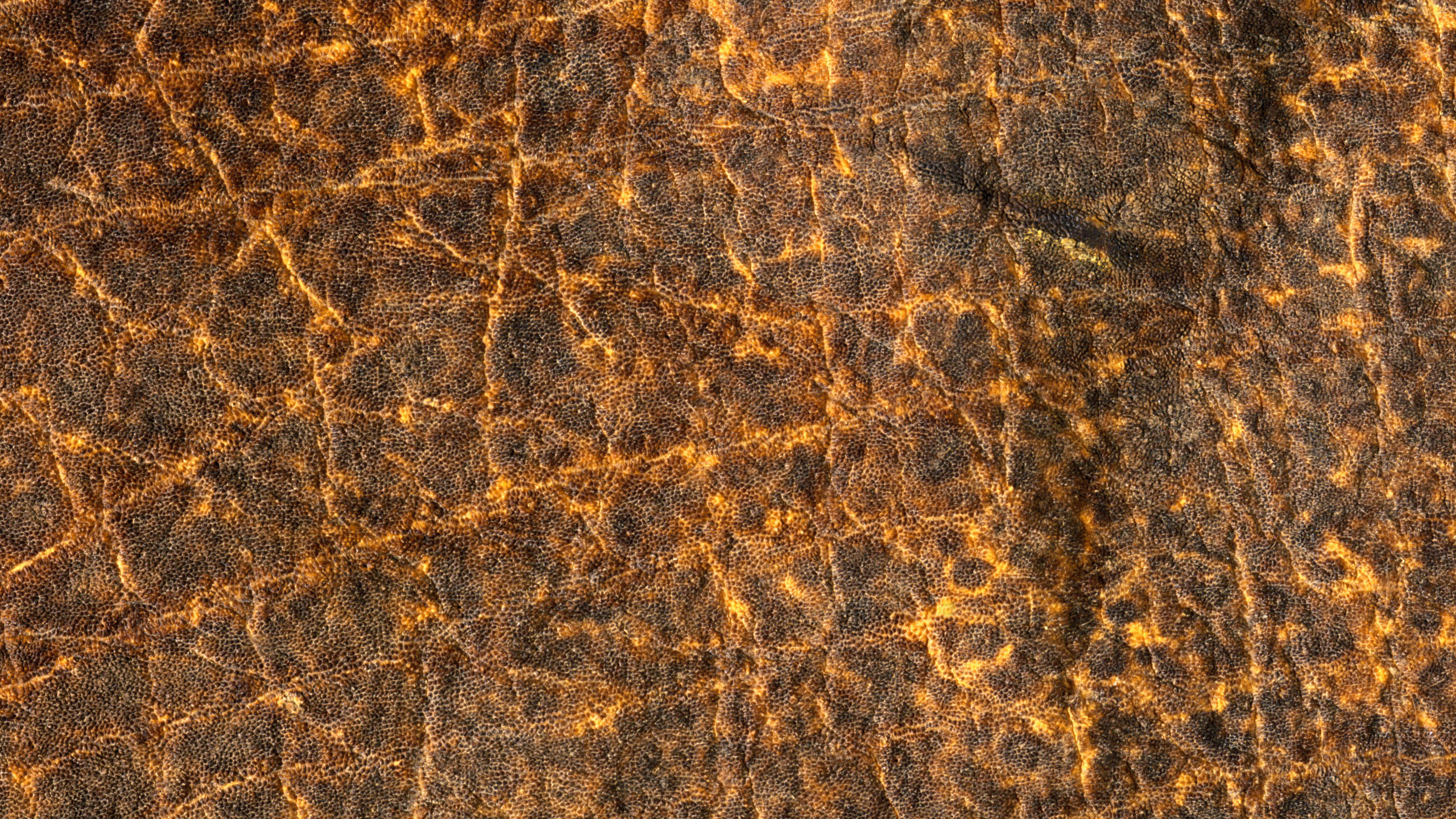 纹理, 棕色, 皮革, 枪筒, 草 壁纸 2560x1440 允许