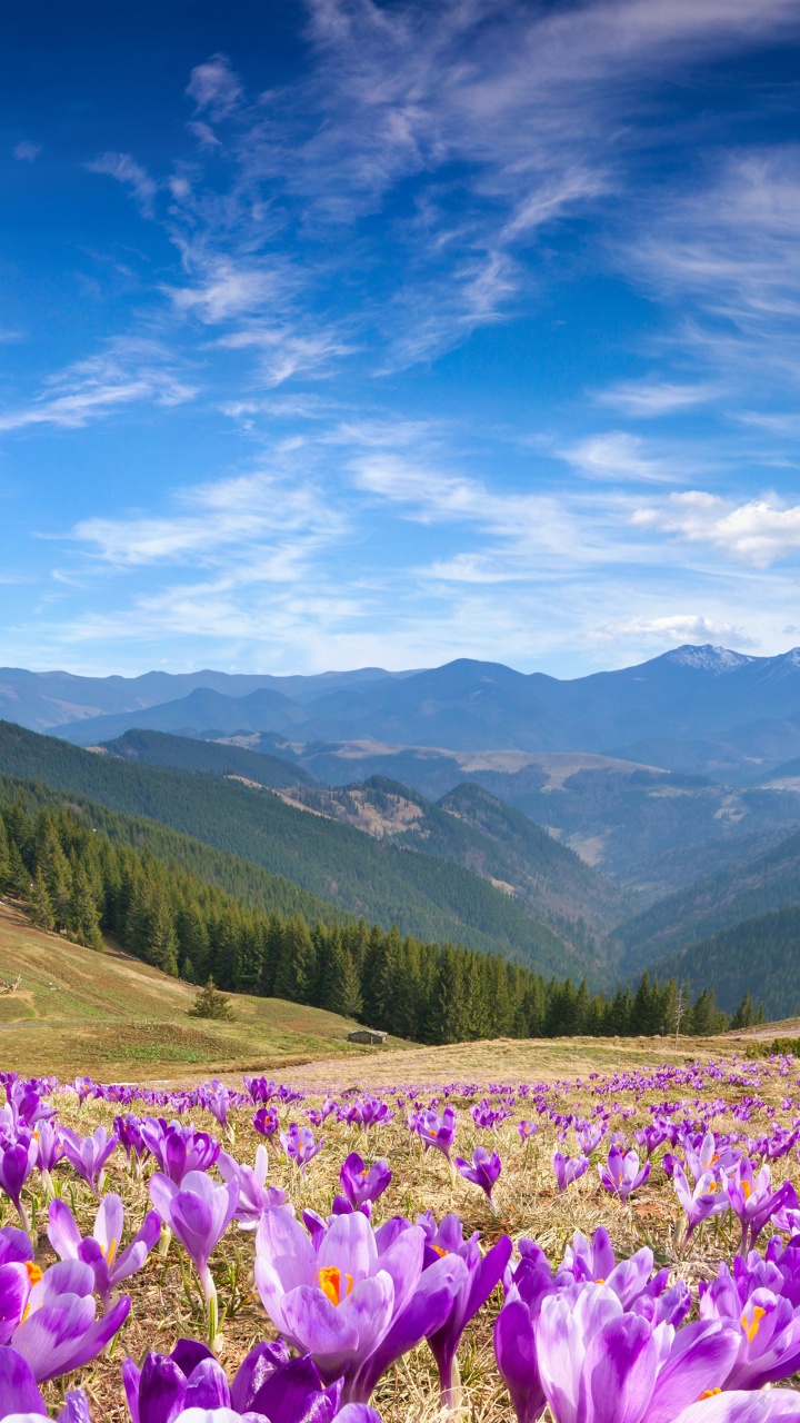 Flower, Cloud, Mountain, Plant, Ecoregion. Wallpaper in 720x1280 Resolution