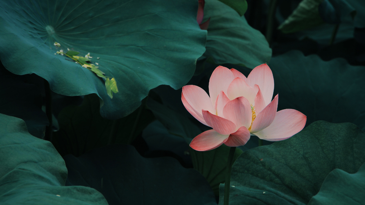 Flor de Loto Rosa en Flor Durante el Día. Wallpaper in 1280x720 Resolution