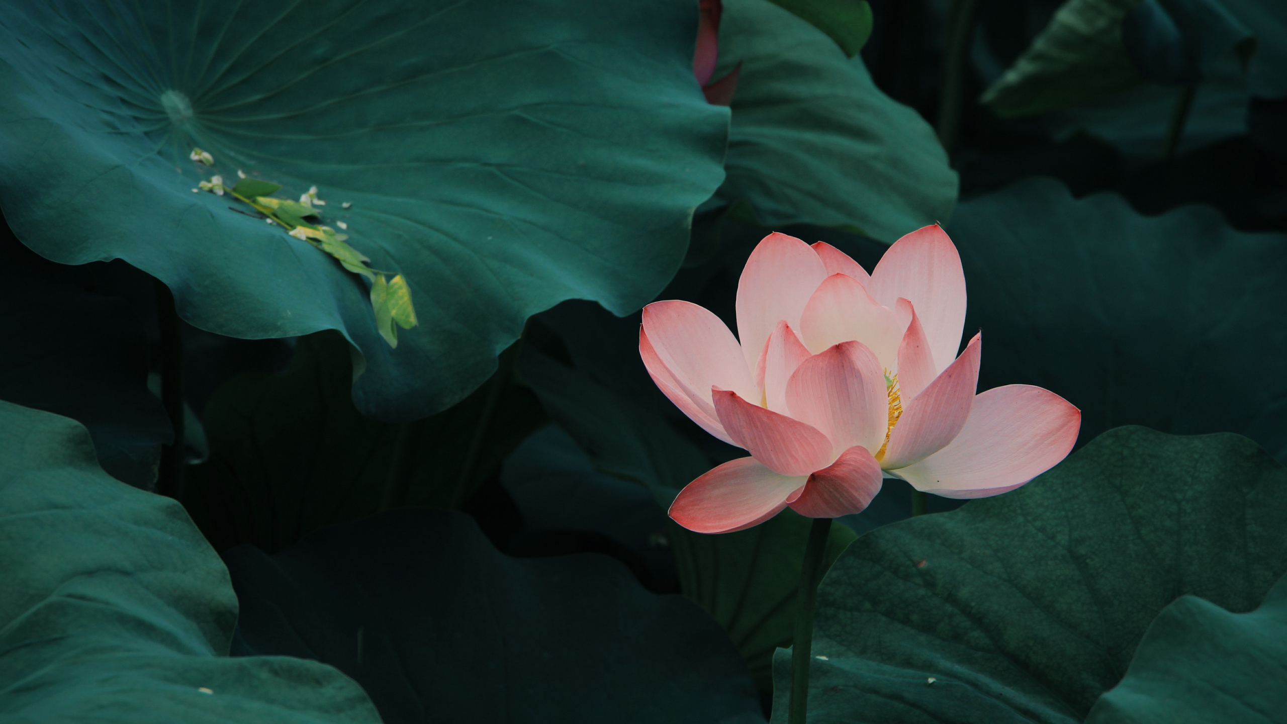 Flor de Loto Rosa en Flor Durante el Día. Wallpaper in 2560x1440 Resolution