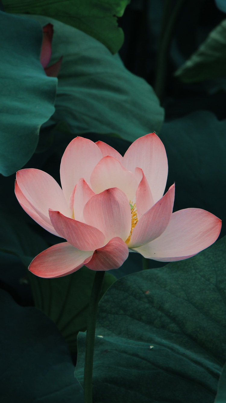 Flor de Loto Rosa en Flor Durante el Día. Wallpaper in 750x1334 Resolution