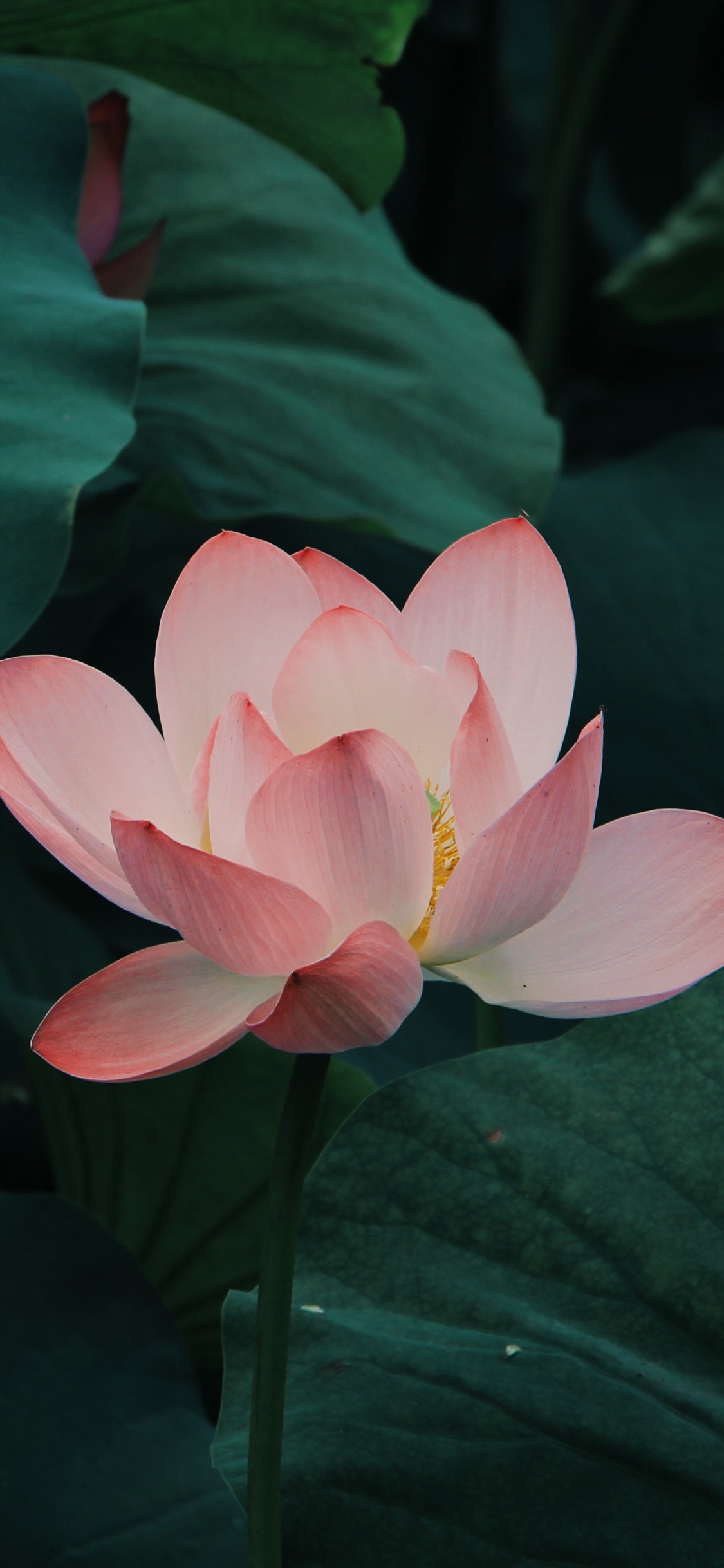 Pink Lotus Flower in Bloom During Daytime. Wallpaper in 1125x2436 Resolution