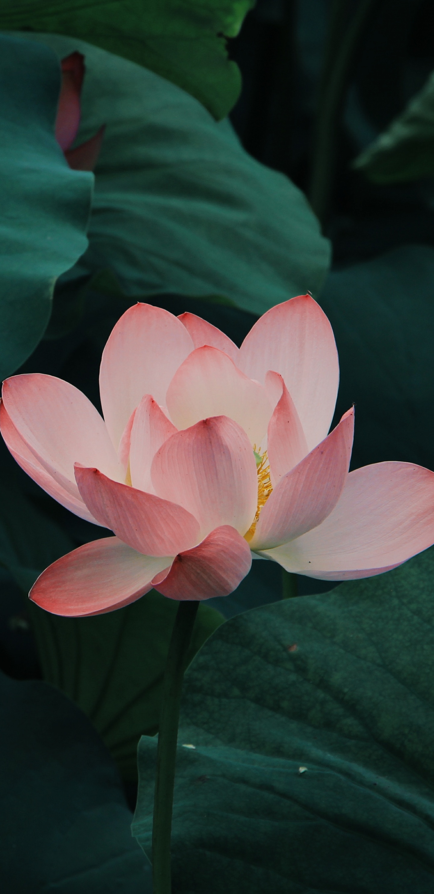 Pink Lotus Flower in Bloom During Daytime. Wallpaper in 1440x2960 Resolution