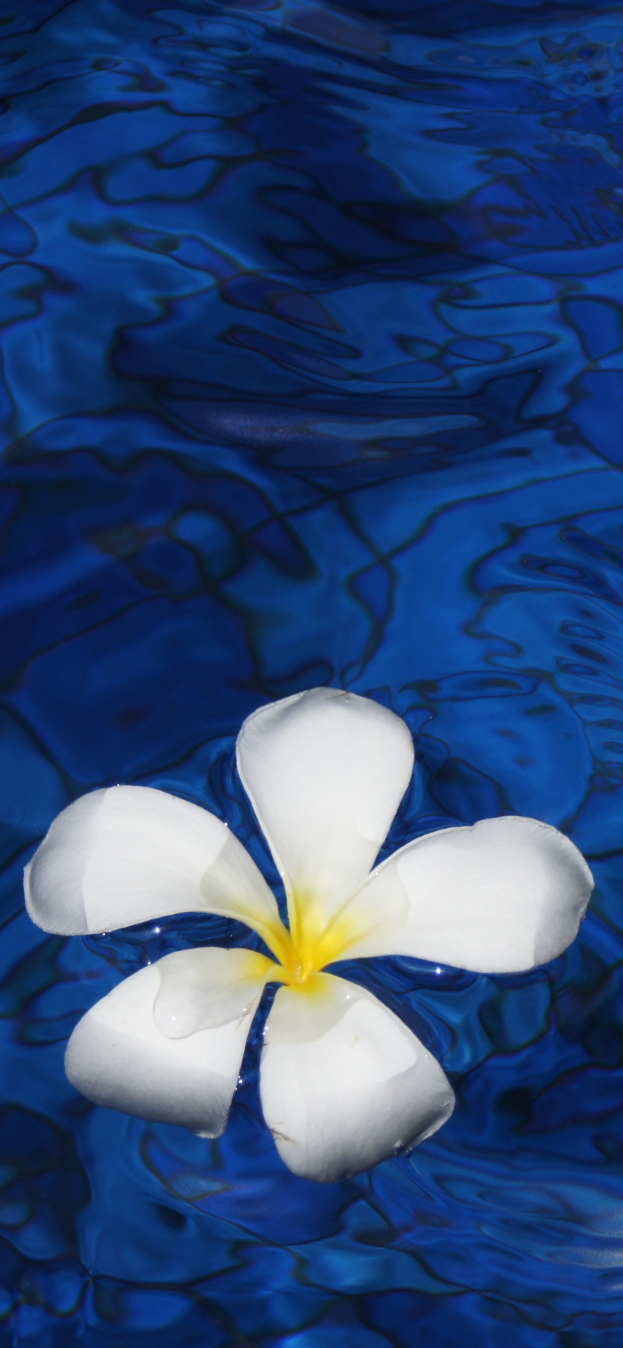 Flor Blanca en el Cuerpo de Agua. Wallpaper in 1242x2688 Resolution