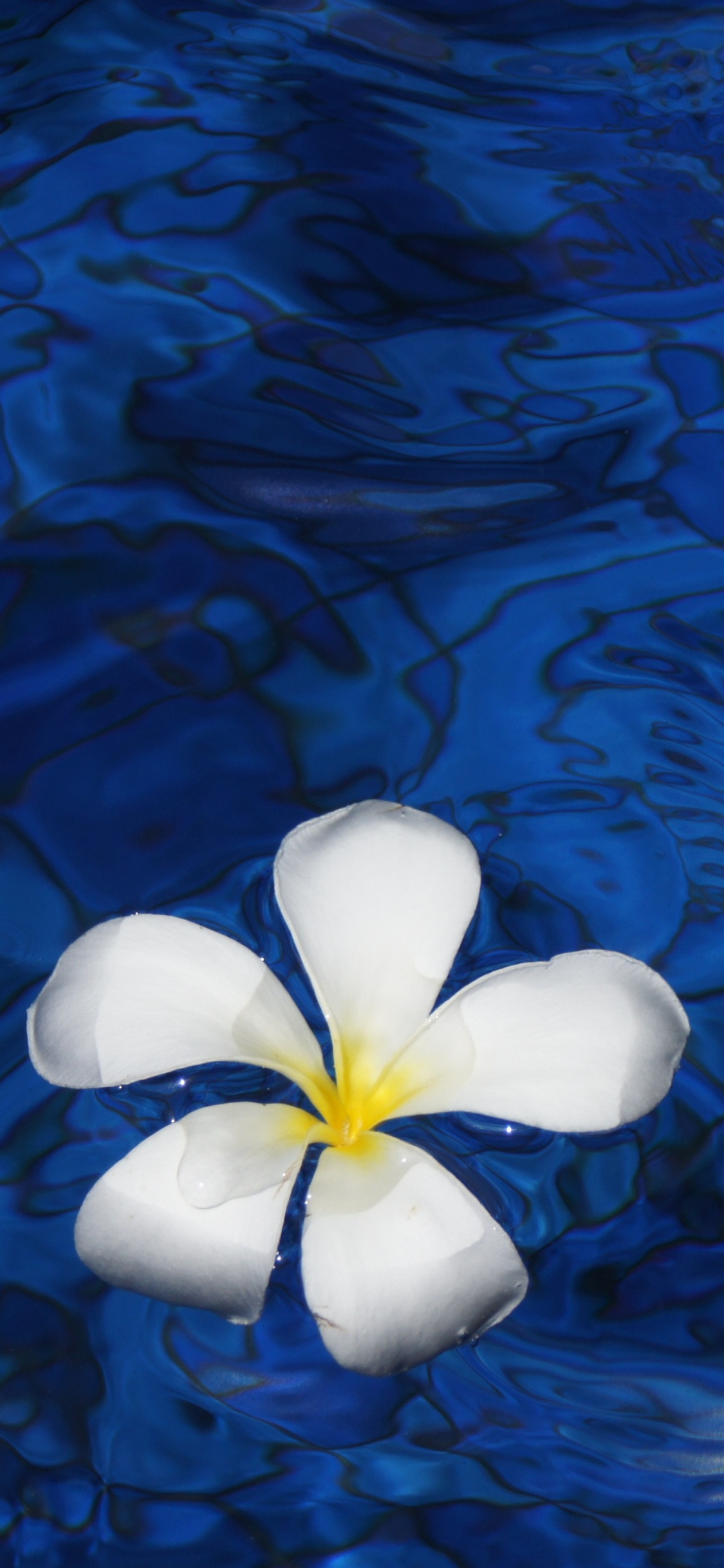 White Flower on Body of Water. Wallpaper in 1125x2436 Resolution