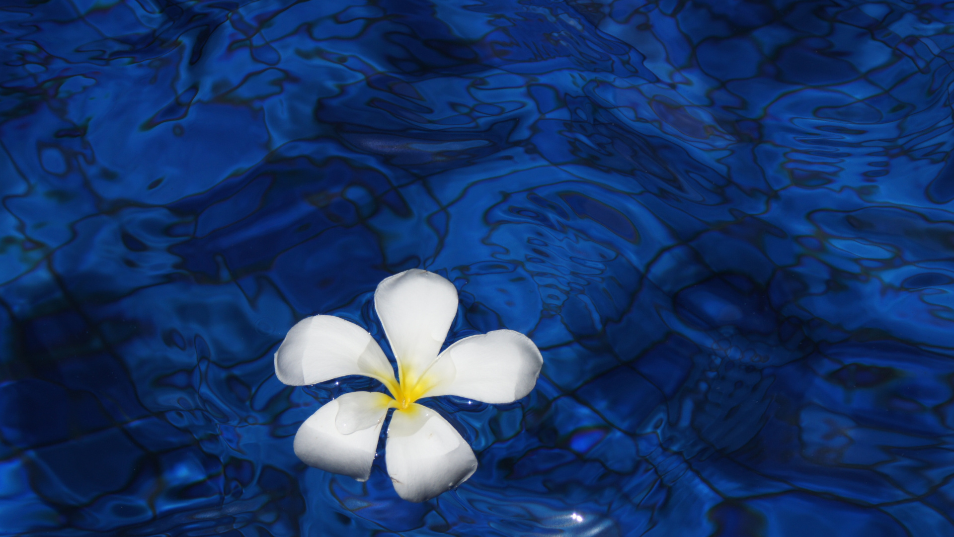 White Flower on Body of Water. Wallpaper in 1920x1080 Resolution
