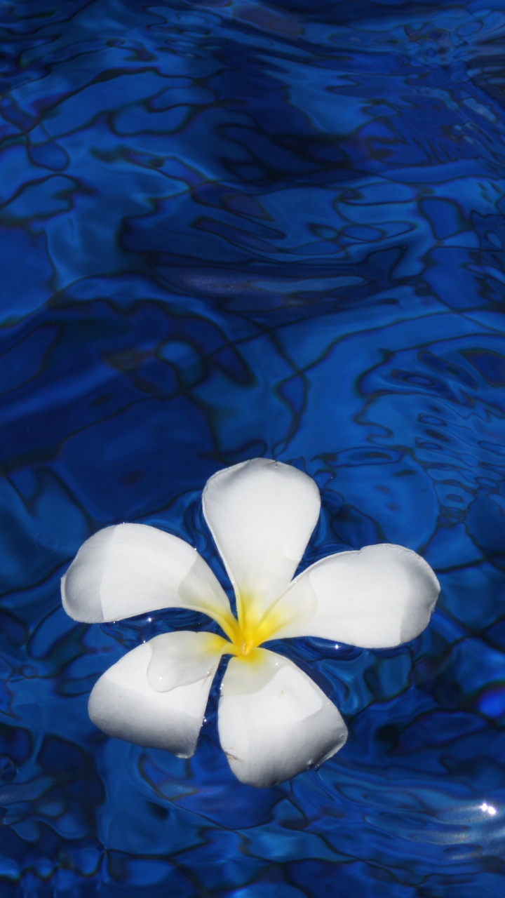 Fleur Blanche Sur Plan D'eau. Wallpaper in 720x1280 Resolution