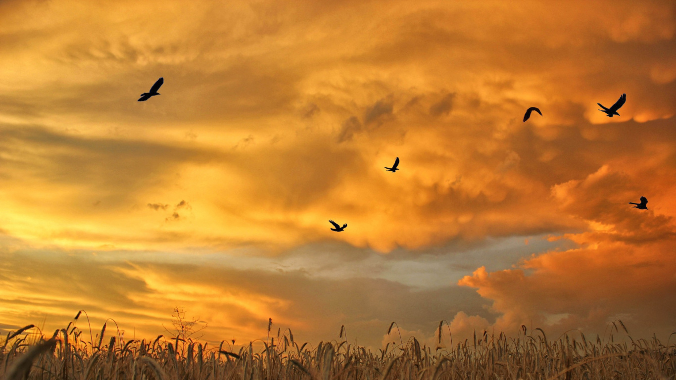 Oiseaux Survolant L'herbe Brune au Coucher du Soleil. Wallpaper in 1366x768 Resolution