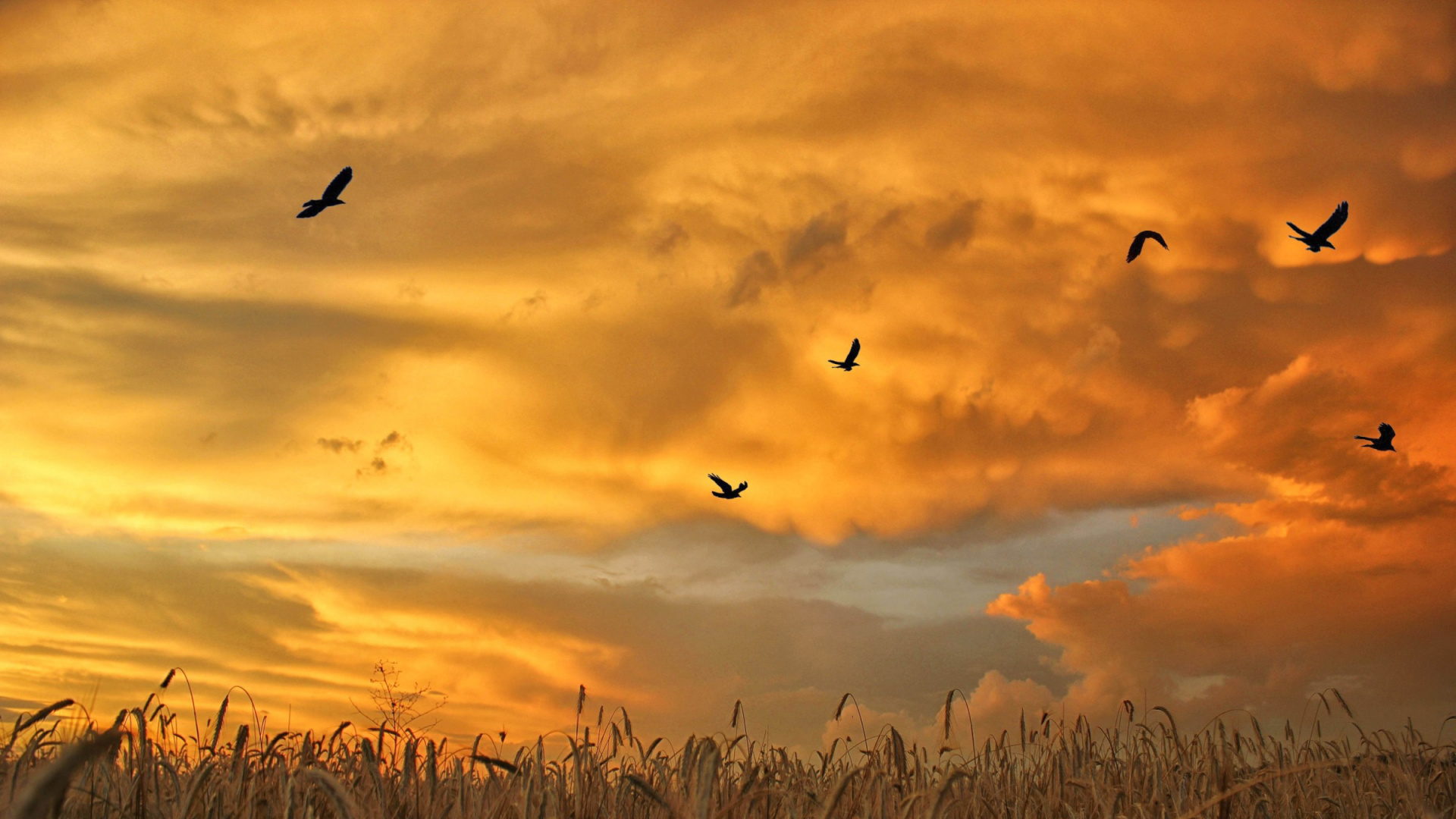 Vögel, Die Bei Sonnenuntergang Über Braunes Gras Fliegen. Wallpaper in 1920x1080 Resolution