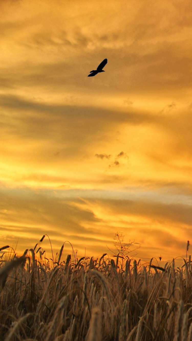 Vögel, Die Bei Sonnenuntergang Über Braunes Gras Fliegen. Wallpaper in 750x1334 Resolution