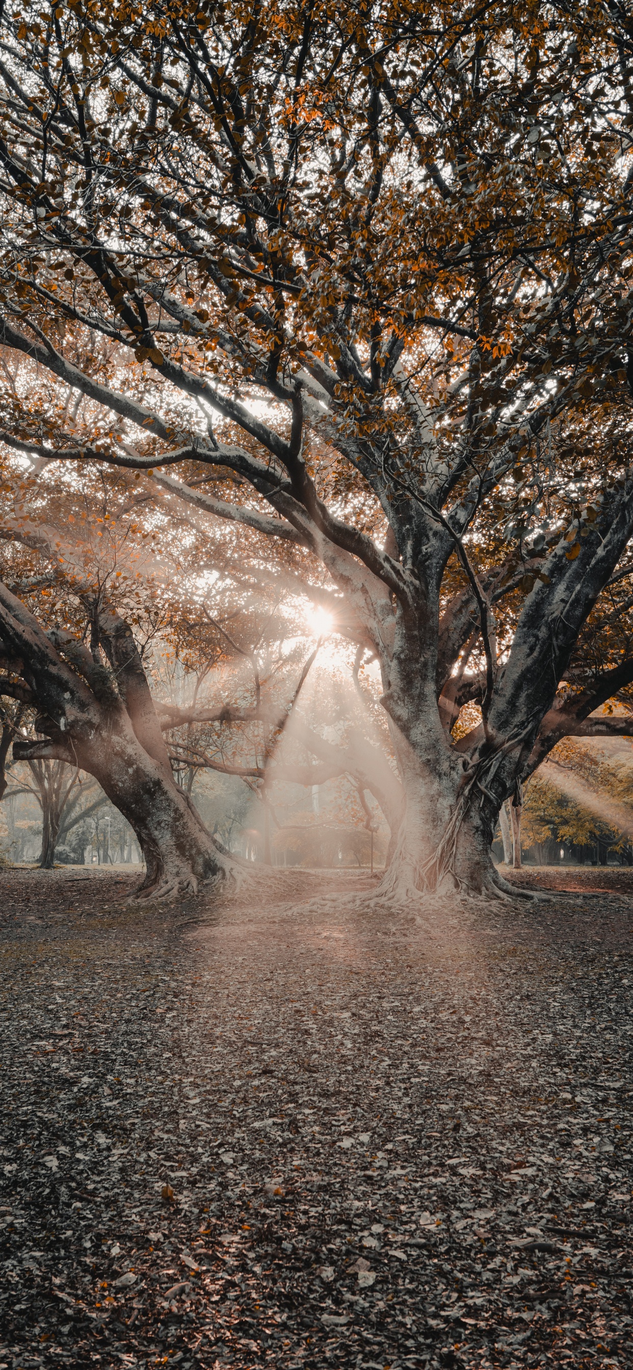 Branch, Woody Plant, Winter, Collaboration, Nature M. Wallpaper in 1242x2688 Resolution