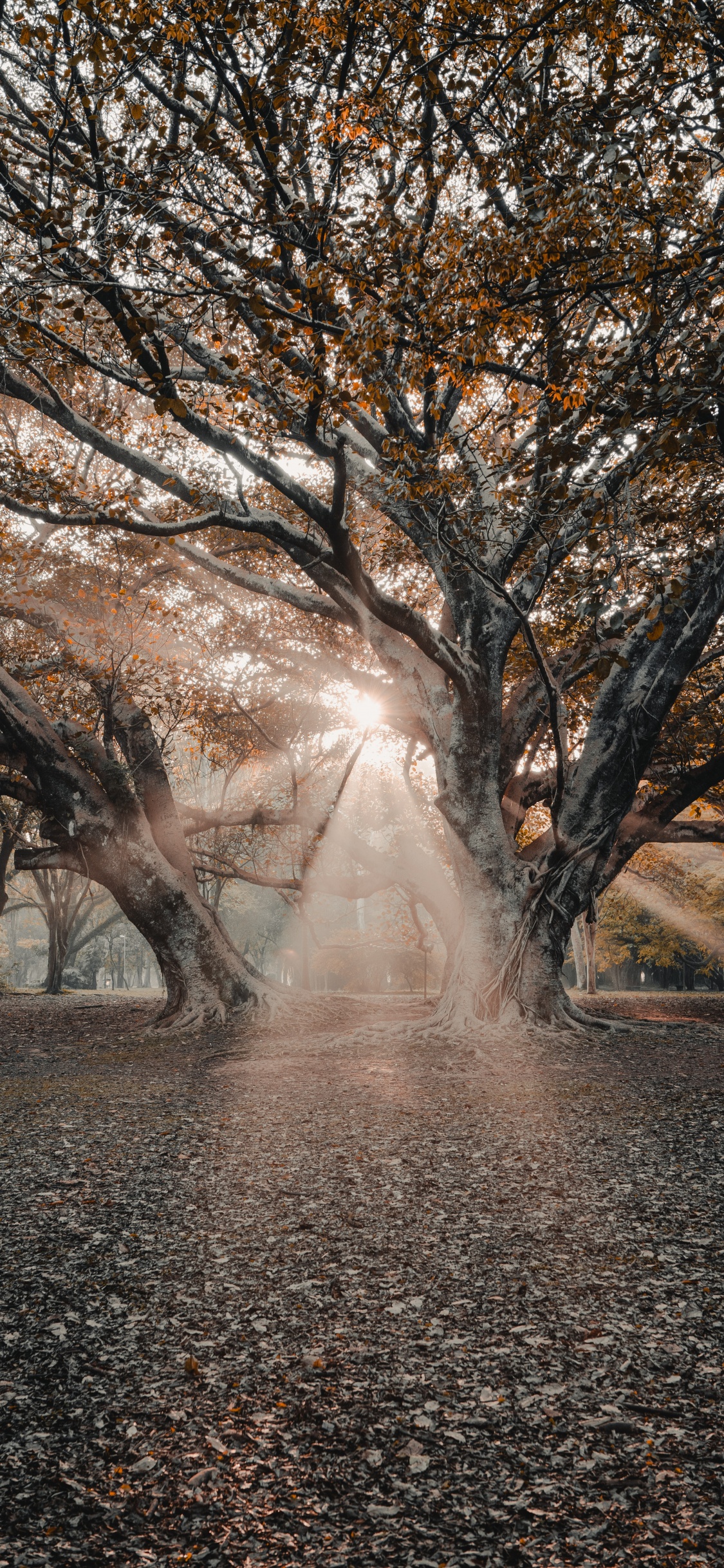 Plantes Ligneuses, Hiver, Collaboration, Feuille, Matin. Wallpaper in 1125x2436 Resolution