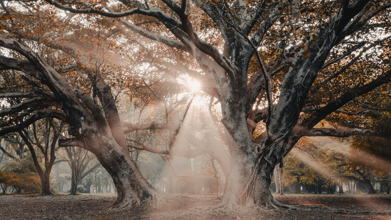 Plantes Ligneuses, Hiver, Collaboration, Feuille, Matin. Wallpaper in 1366x768 Resolution