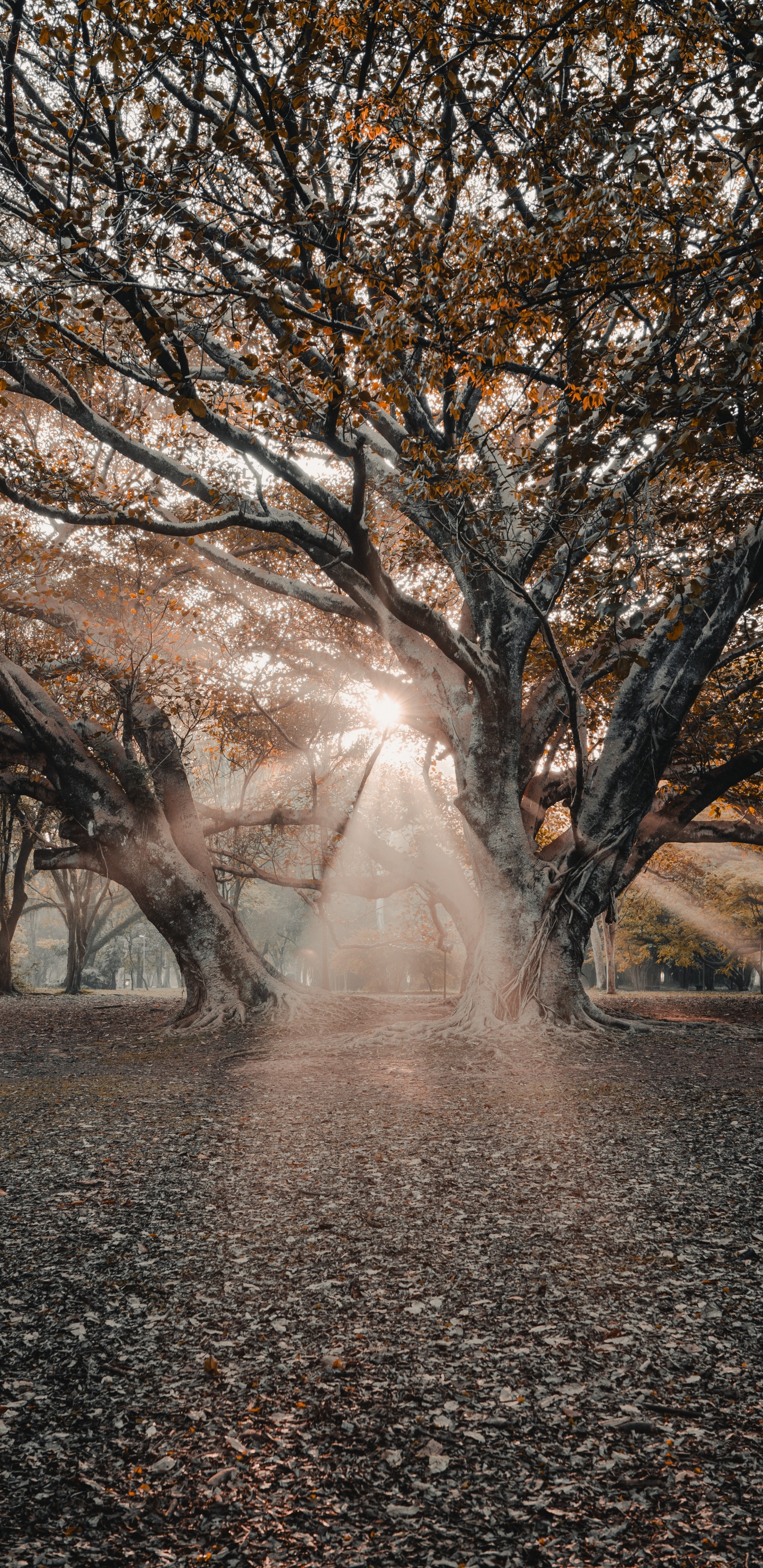 Sucursal, Planta Leñosa, Invierno, Colaboración, Mañana. Wallpaper in 1440x2960 Resolution