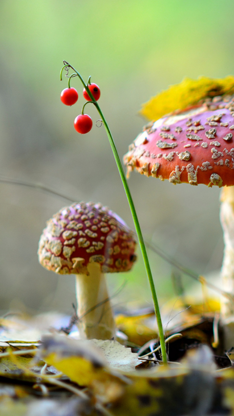 Roter Und Weißer Pilz in Nahaufnahme. Wallpaper in 750x1334 Resolution