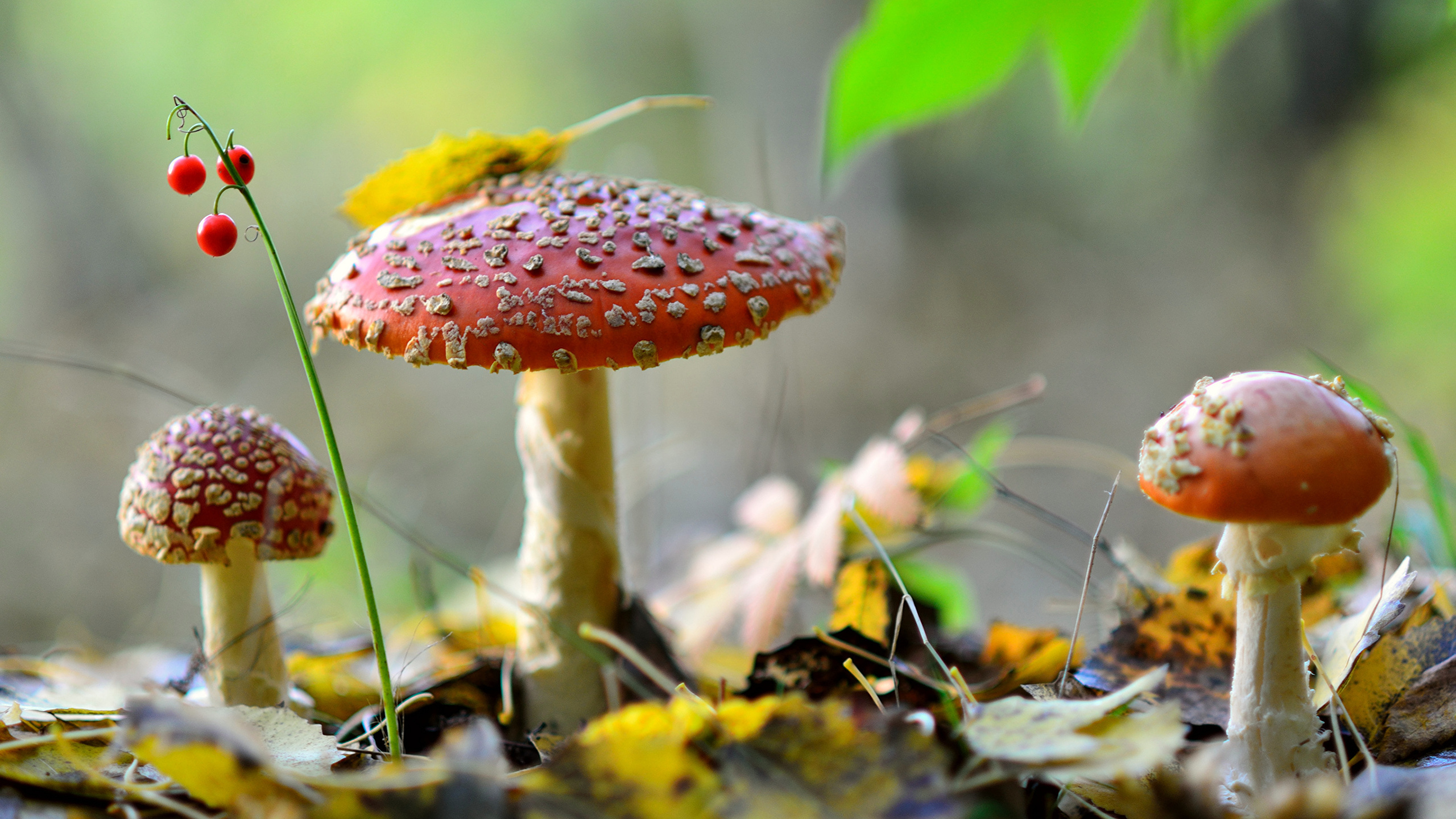 Champignon Rouge et Blanc en Photographie Rapprochée. Wallpaper in 2560x1440 Resolution