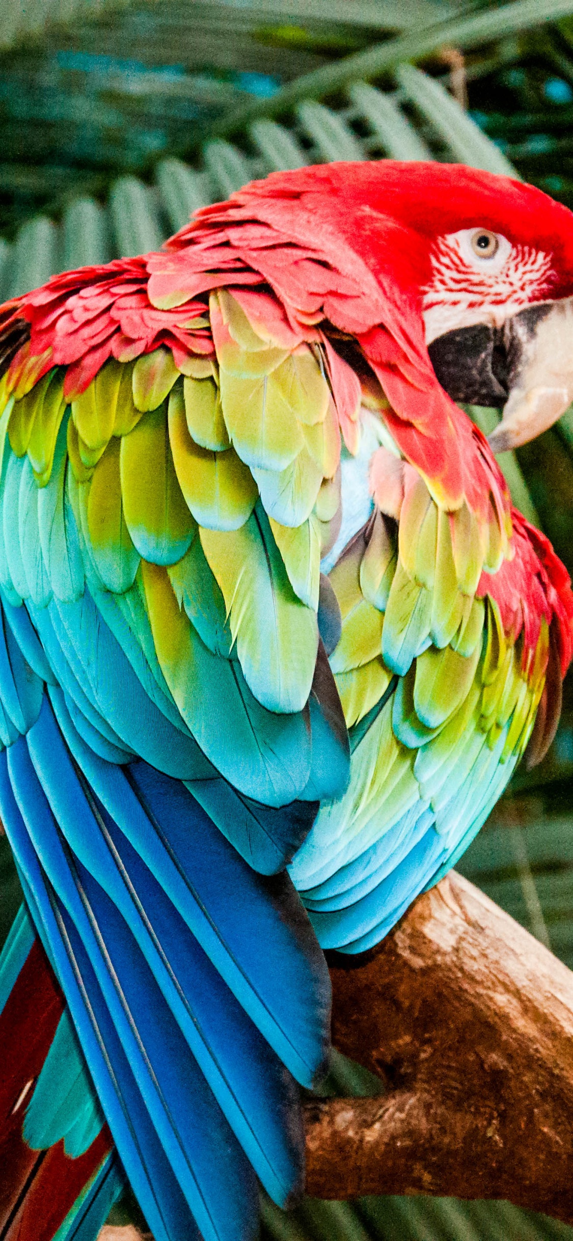 Loro Rojo Azul y Verde en la Rama de un Árbol Marrón. Wallpaper in 1125x2436 Resolution